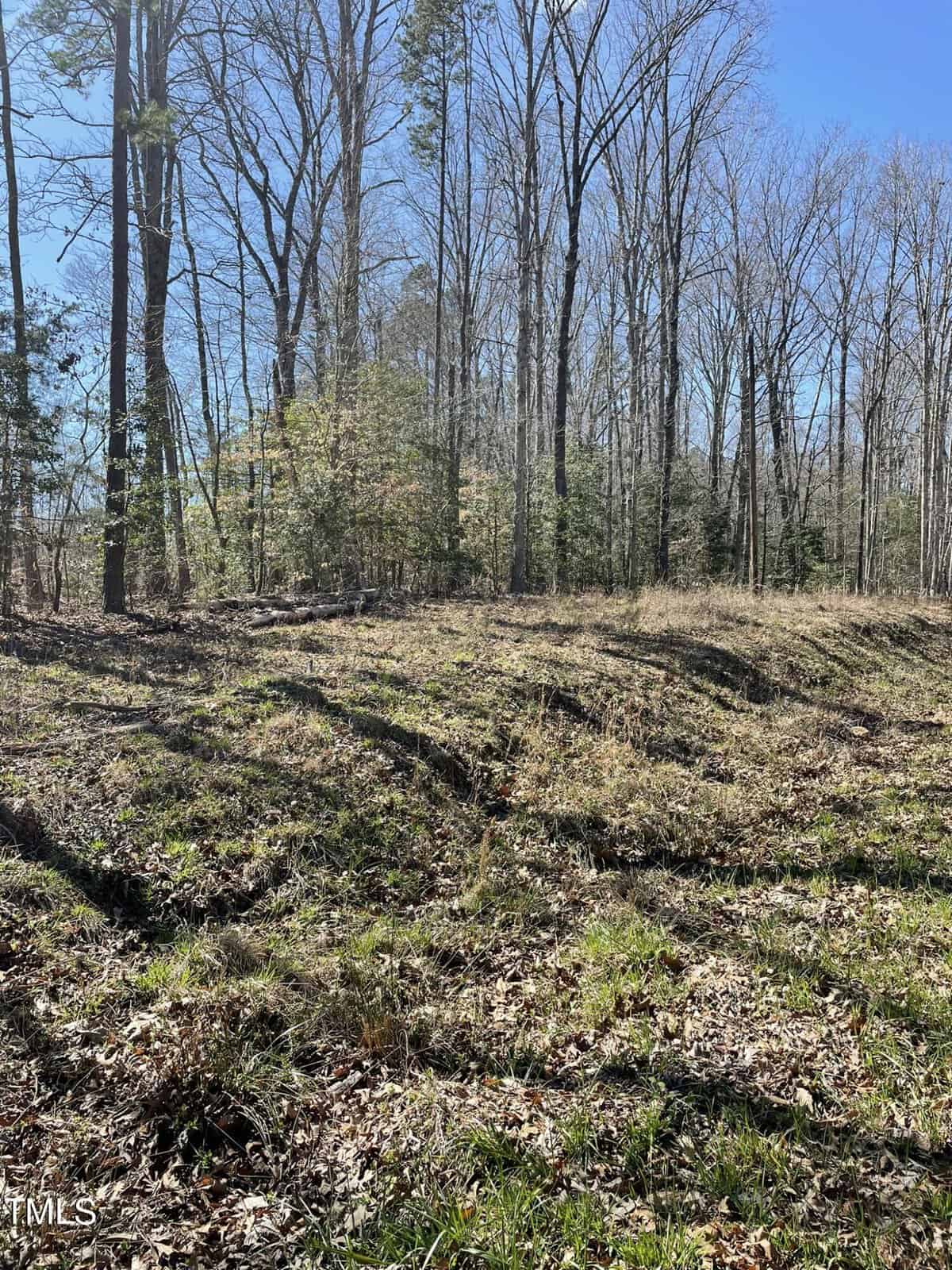 A sunlit forest clearing on 9651 Island Creek Road features tall, leafless trees casting shadows on the grassy ground. Sparse underbrush and fallen leaves cover the area in Bullock, where a clear blue sky heralds a bright day.