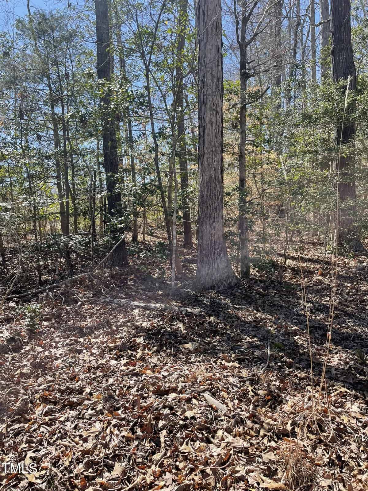 A wooded area with a variety of trees, showing a mix of greenery and leaf-covered ground. Sunlight filters through the branches, casting shadows and highlighting the textured bark and dried leaves on the forest floor.