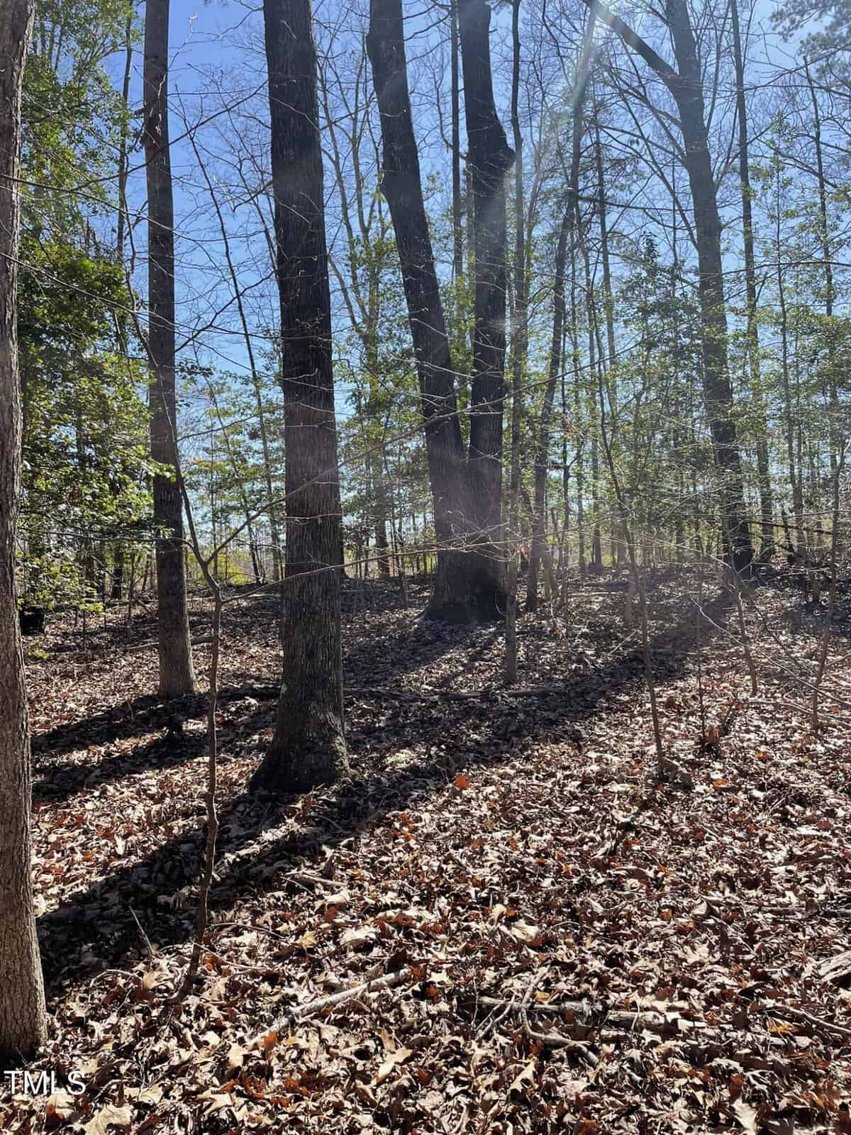 Forest scene with tall trees and a ground covered in fallen leaves. Sunlight filters through the branches, casting dappled shadows on the forest floor. The sky is visible through the leafless branches of the trees.