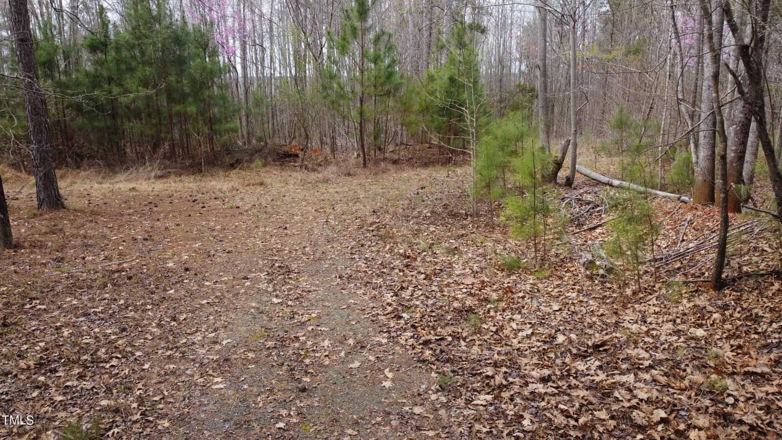 A narrow forest path surrounded by bare trees and scattered patches of green grass. Some fallen leaves and pine needles cover the ground. Sparse undergrowth and small pine trees line the path. The sky is overcast.
