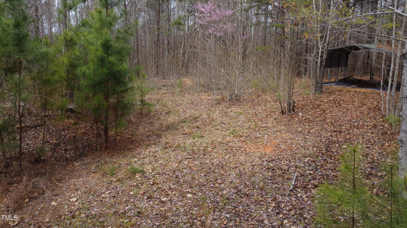 A forested area with fallen leaves covering the ground. There are a few small green pine trees on the left and a larger leafless tree with pink blossoms in the background. A carport or metal shelter is partially visible on the right.