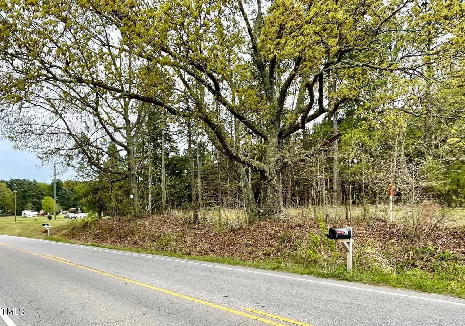 A rural roadside with lush green trees and underbrush. a mailbox stands by the road, with a car visible in the distance. the weather is overcast.
