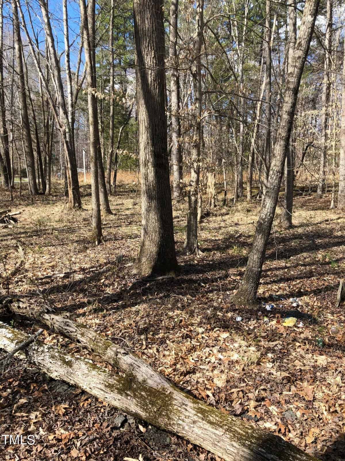 Forest scene with numerous tall, slender trees and scattered fallen leaves and branches on the ground. The background reveals more trees and a glimpse of blue sky peeking through the branches. The setting is serene and natural.