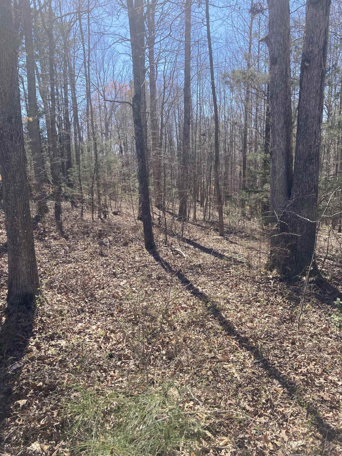 A sunlit forest with tall, slender trees casting shadows on a ground covered with dry leaves. sunlight filters through the branches, highlighting patches of green grass.