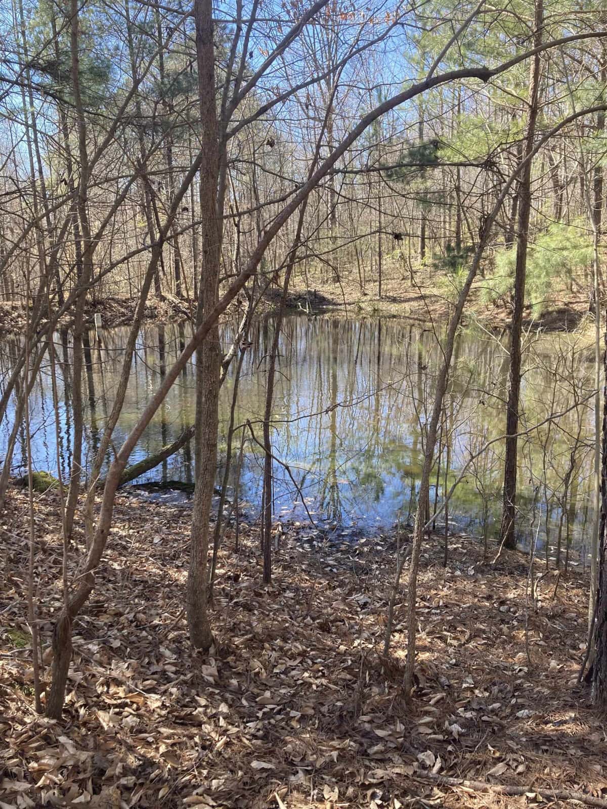 A serene woodland scene featuring a small, calm pond surrounded by bare and leafy trees under a clear sky. sunlight filters through the branches, illuminating the forest floor covered with dry leaves.