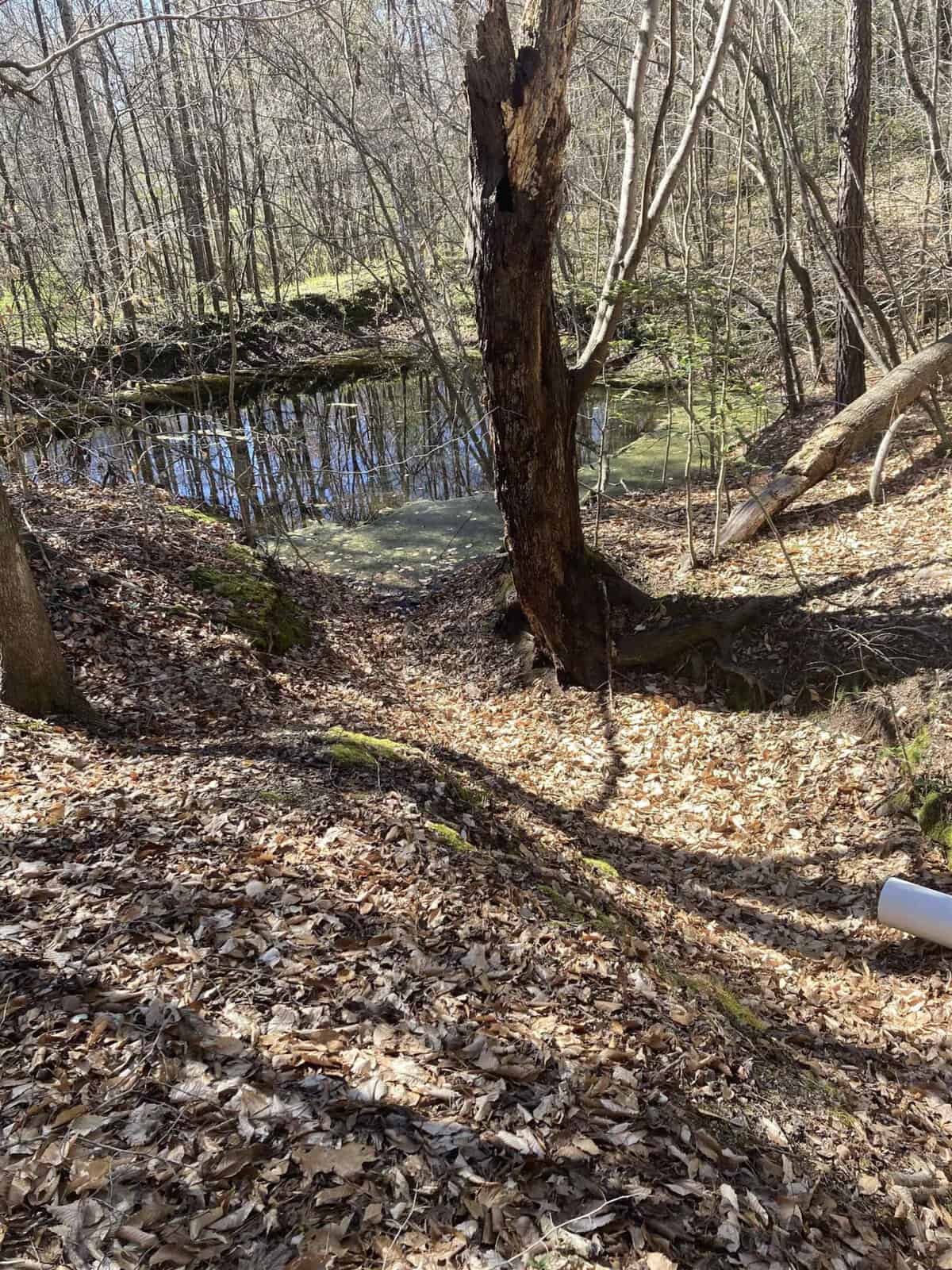 A wooded area in early spring showing a small pond surrounded by leafless trees and a carpet of dry leaves on the ground, illuminated by sunlight.