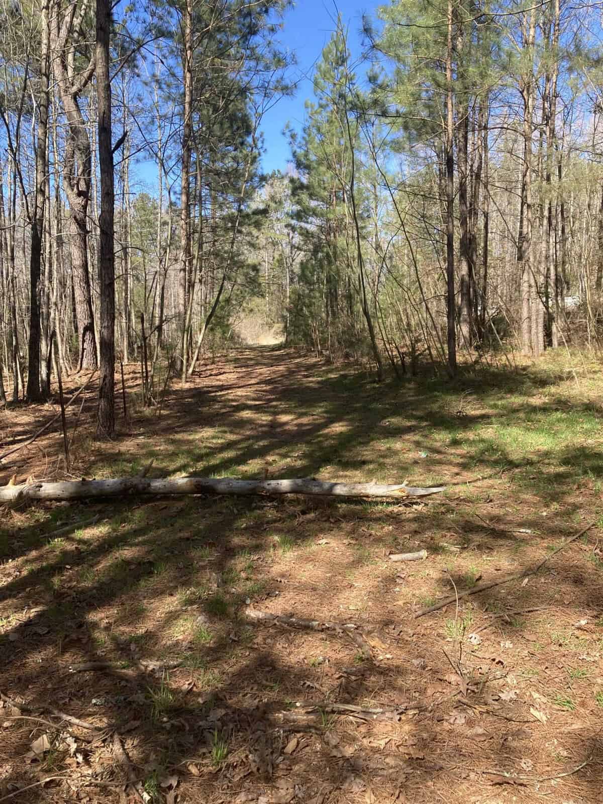 A tranquil forest trail surrounded by tall pine trees under a clear blue sky, with sunlight casting shadows on the path and a fallen tree trunk lying across the trail.