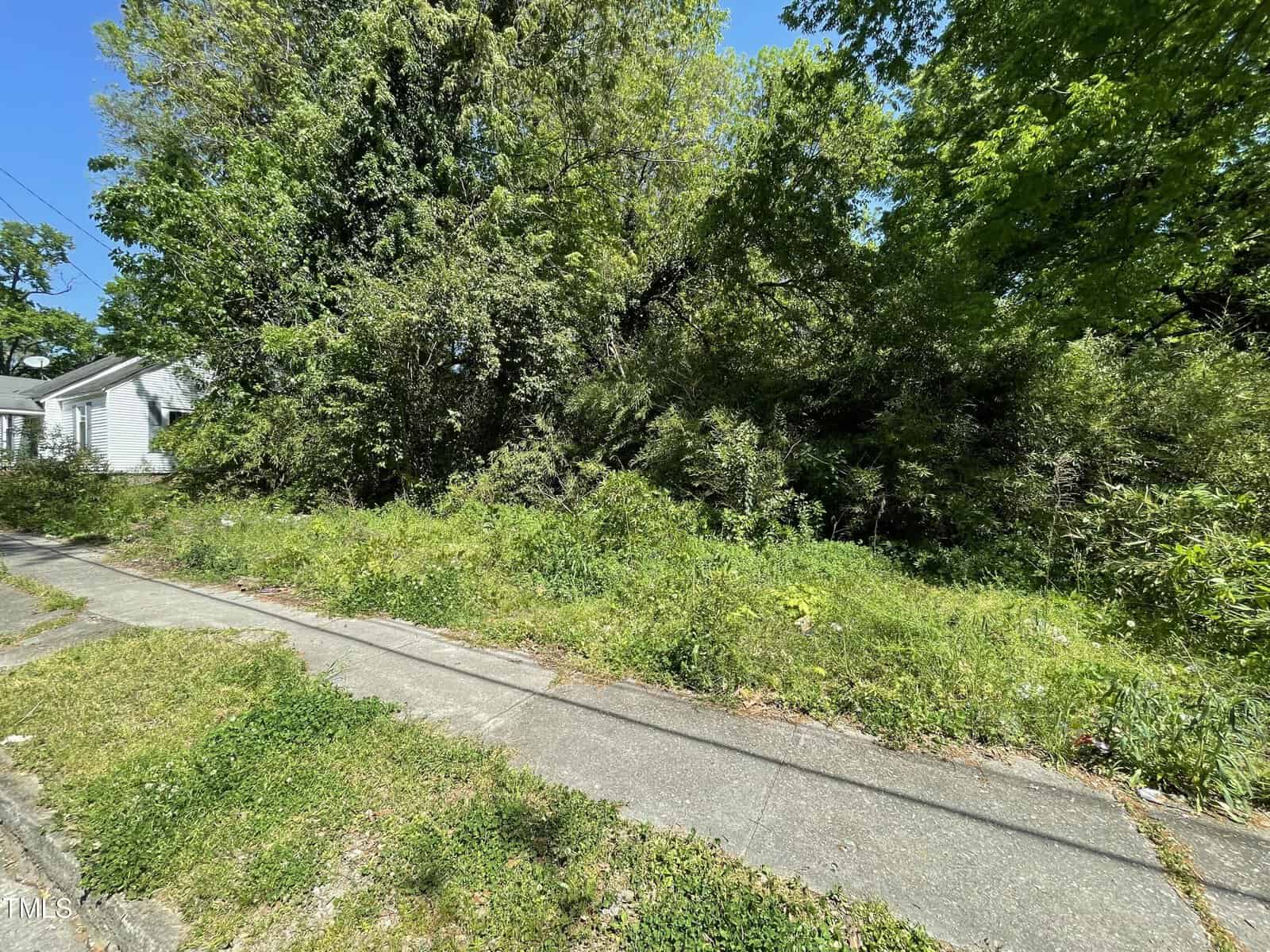 A dense, overgrown area with tangled bushes and trees beside a paved street, under a clear blue sky on a sunny day.