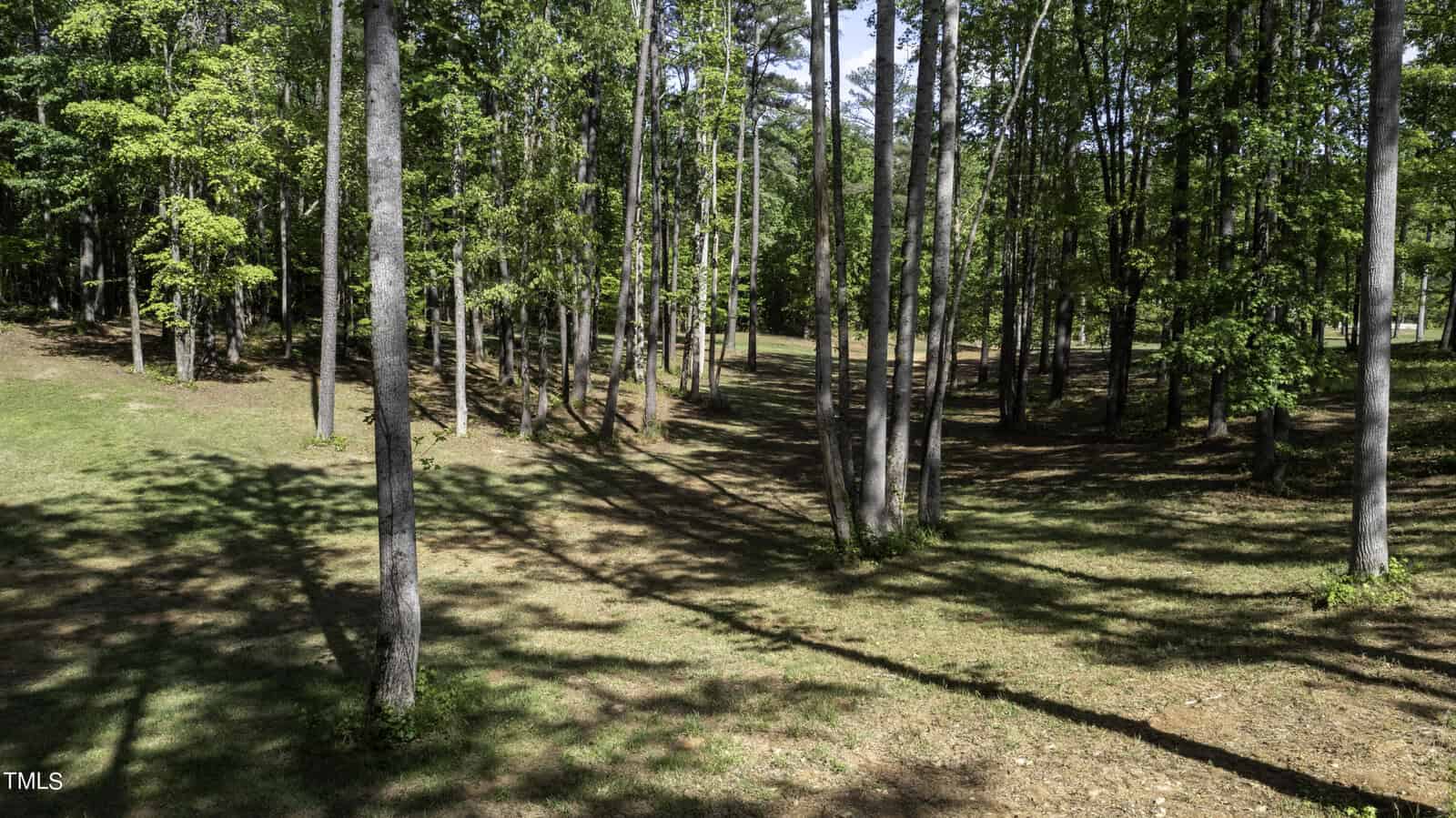 A serene forest scene with tall, slender trees casting long shadows on the grassy ground. Sunlight filters through the leaves, creating a dappled pattern. The area exudes tranquility, with a mix of light and shadow.