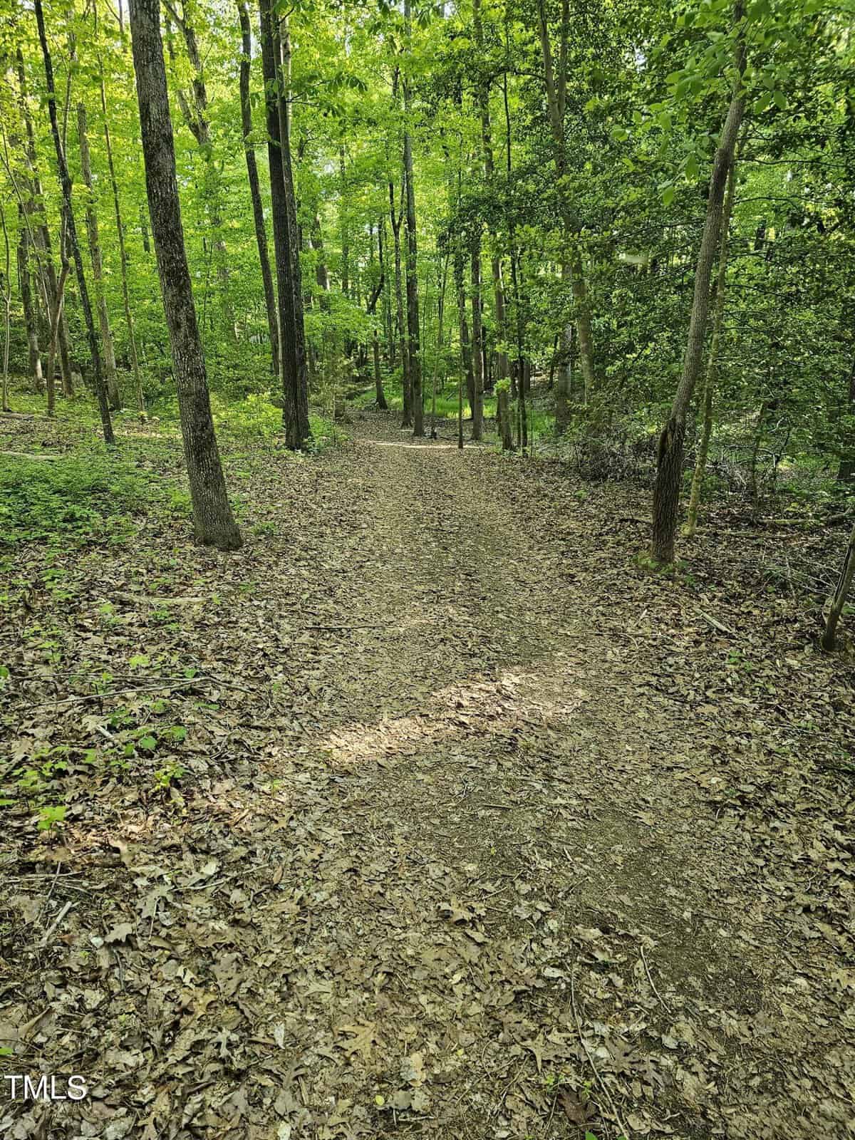 A leaf-covered trail winds through a dense forest, surrounded by green trees and vegetation under a bright, daylight sky.