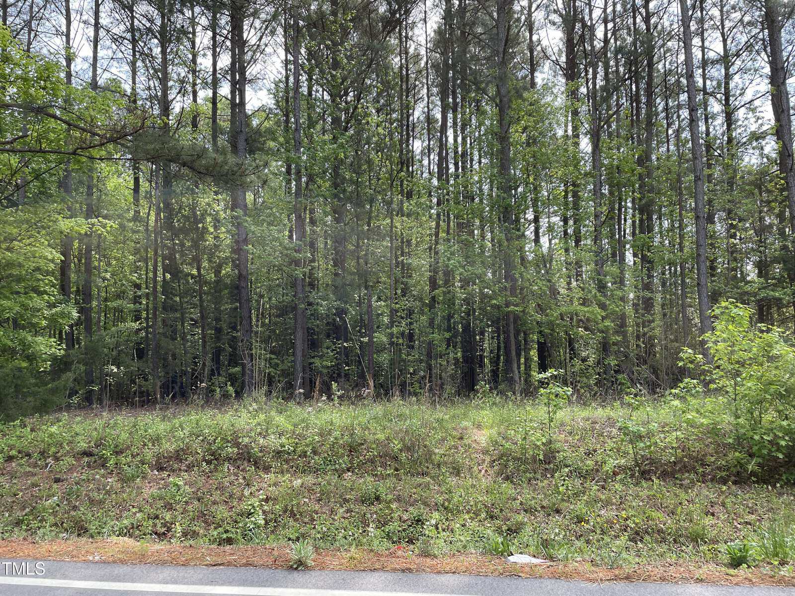 A densely wooded area with tall trees, lush green underbrush, and a patchy grass surface is seen next to a roadside. The edge of the paved road is visible in the foreground, framed by mixed forest vegetation under a cloudy sky.