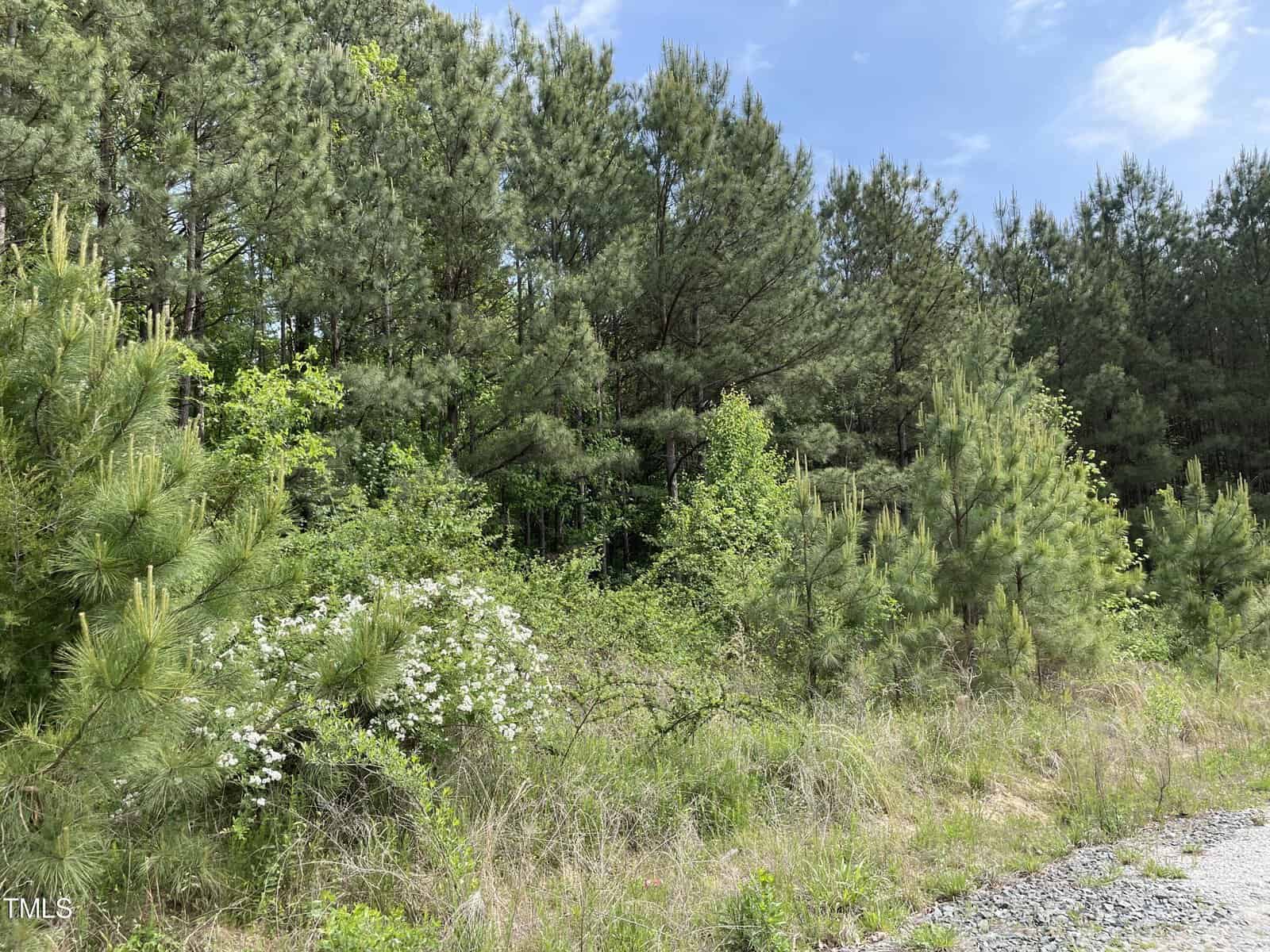 A lush forested area featuring a variety of dense green trees and undergrowth. The sky above is partly cloudy, and there appears to be a small gravel path or clearing in the bottom right corner of the image.