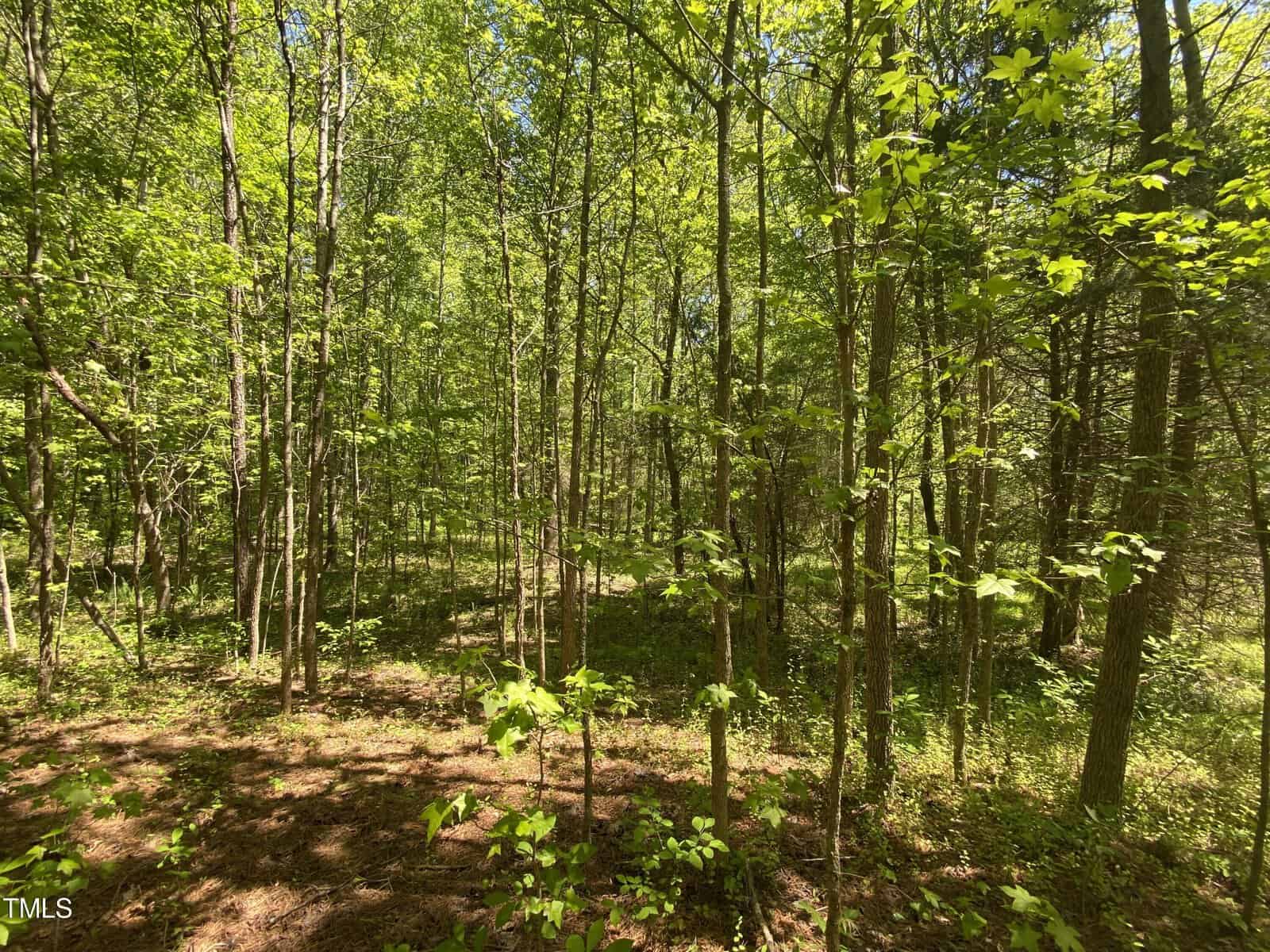 A lush green forest with tall, slender trees and a sun-dappled forest floor. Sunlight filters through the leaves, creating a serene and tranquil atmosphere.