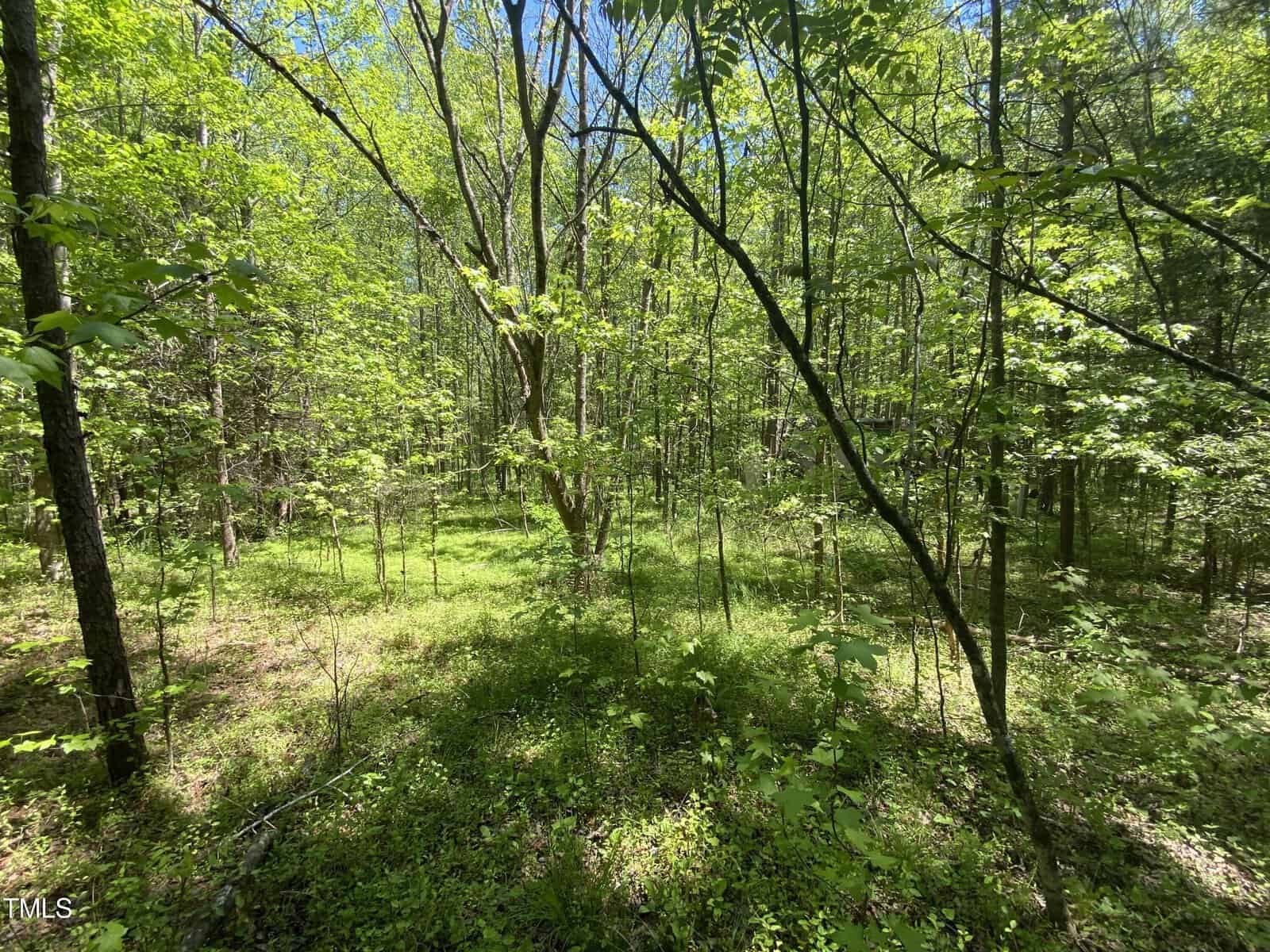 A lush, sunlit forest scene with dense greenery and a mix of young and mature trees. Sunlight filters through the canopy, casting dappled shadows on the leafy forest floor.