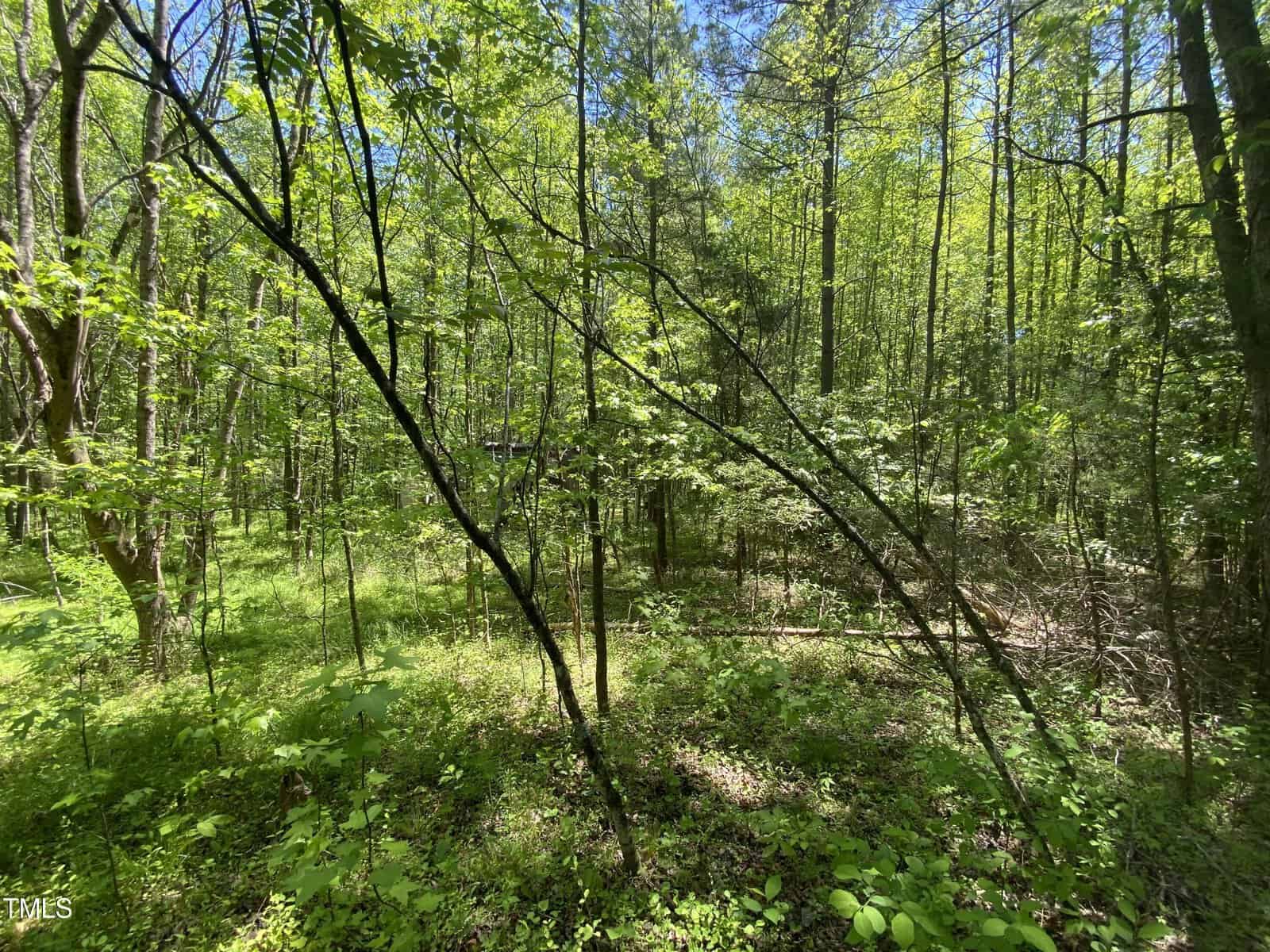 A lush, sunlit forest with dense green foliage and tall trees. Sunlight filters through the canopy, casting dappled shadows on the underbrush. A serene and vibrant natural scene.