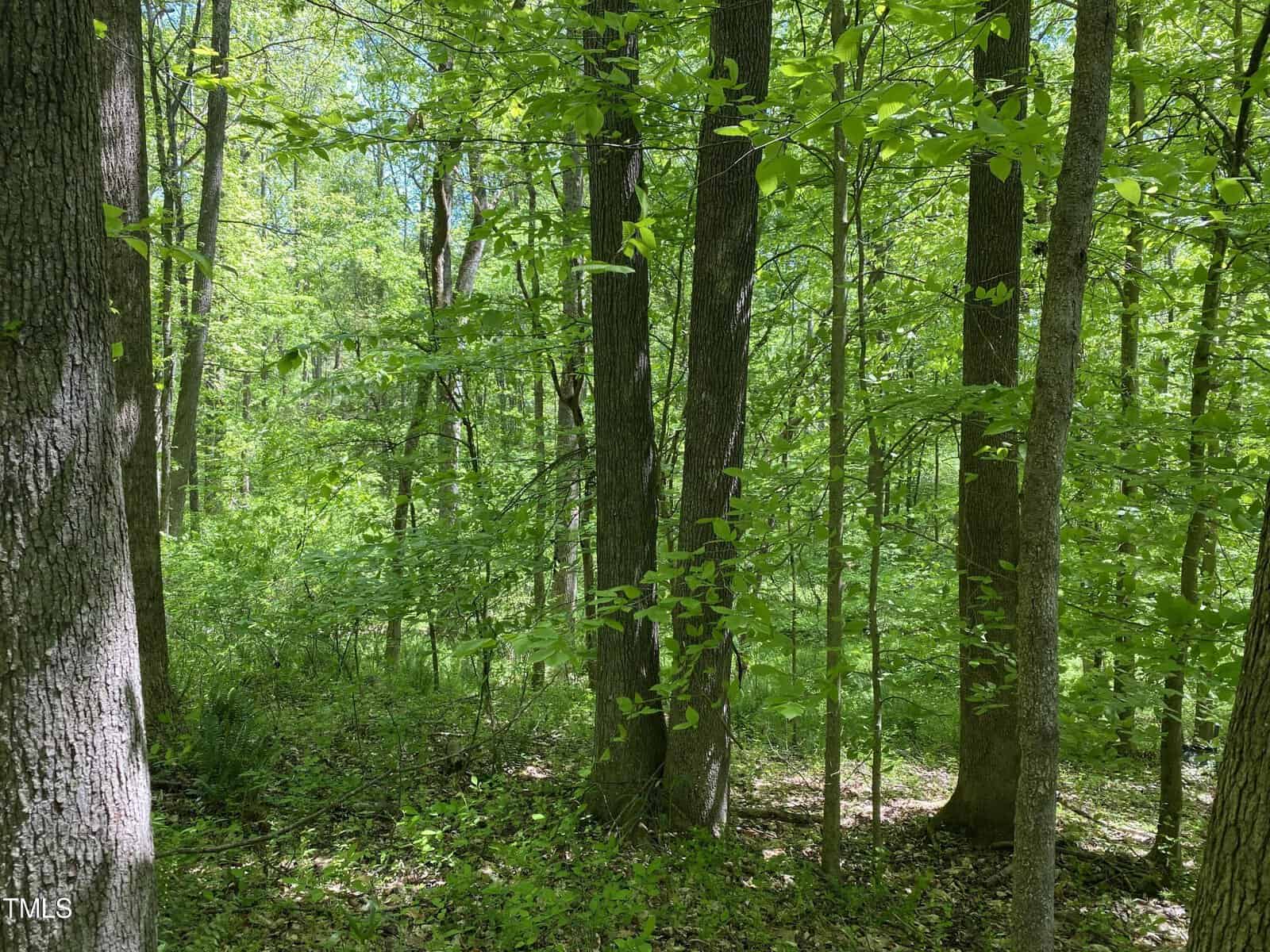 A lush, green forest with tall trees and a leafy undergrowth. Sunlight filters through the canopy, casting dappled shadows on the forest floor.