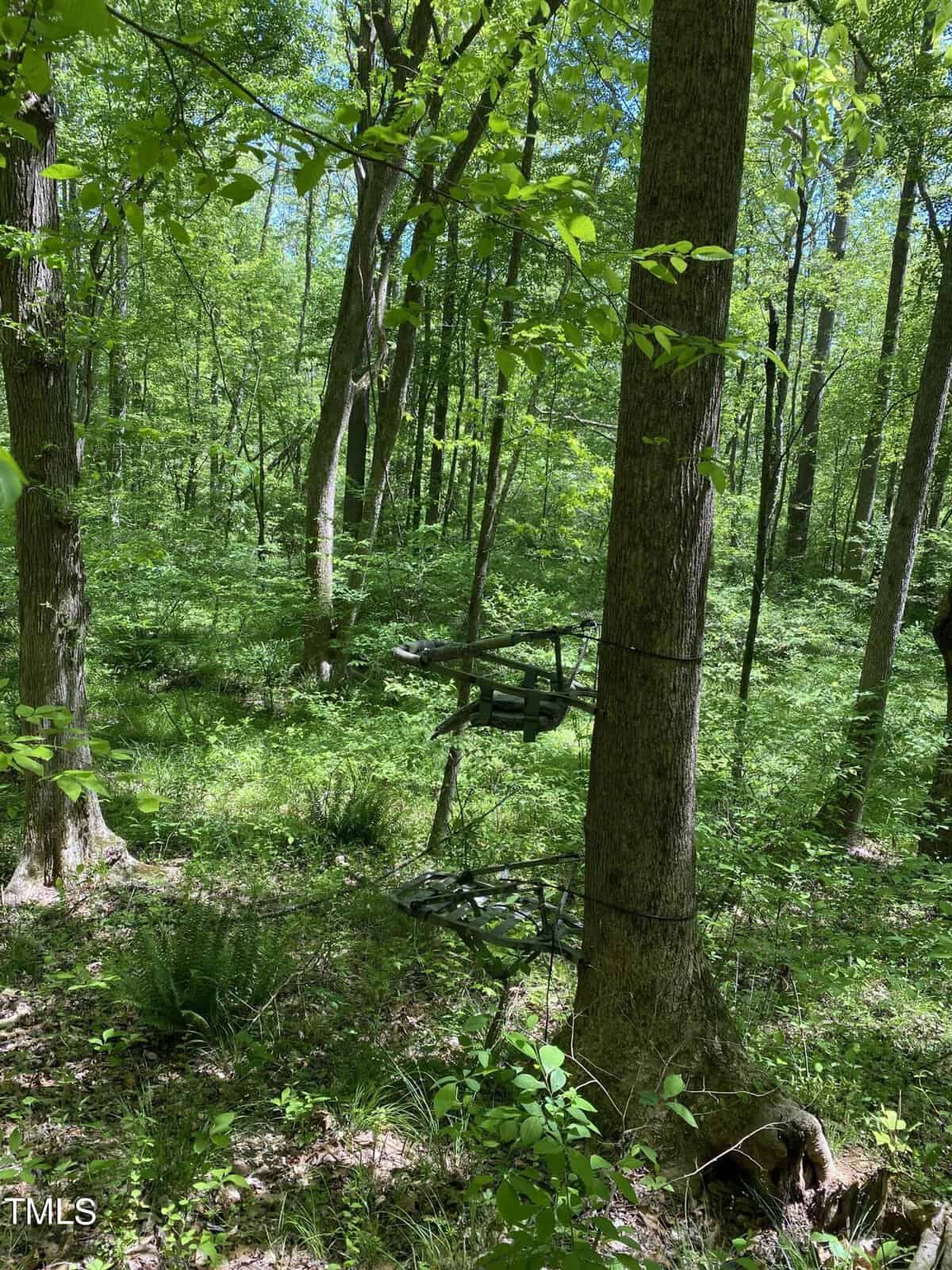 A lush, green forest with abundant trees and scattered sunlight. A metal tree stand is attached to a tree in the foreground, nestled among dense undergrowth.