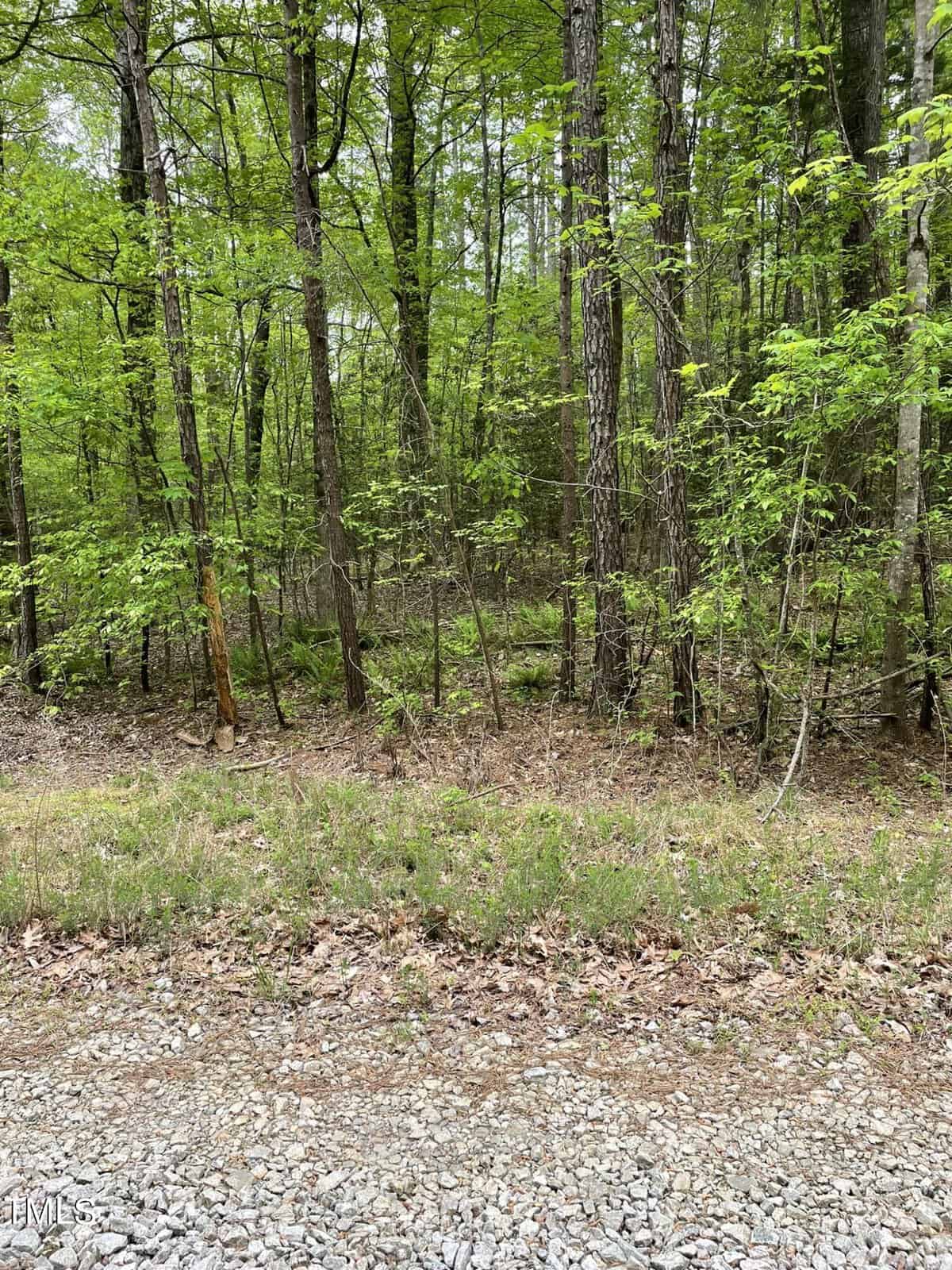 A dense, lush green forest with diverse trees and undergrowth next to a gravel path on Lot 77 Puddle Stone Lane, showcasing vibrant spring foliage and a serene, natural setting.