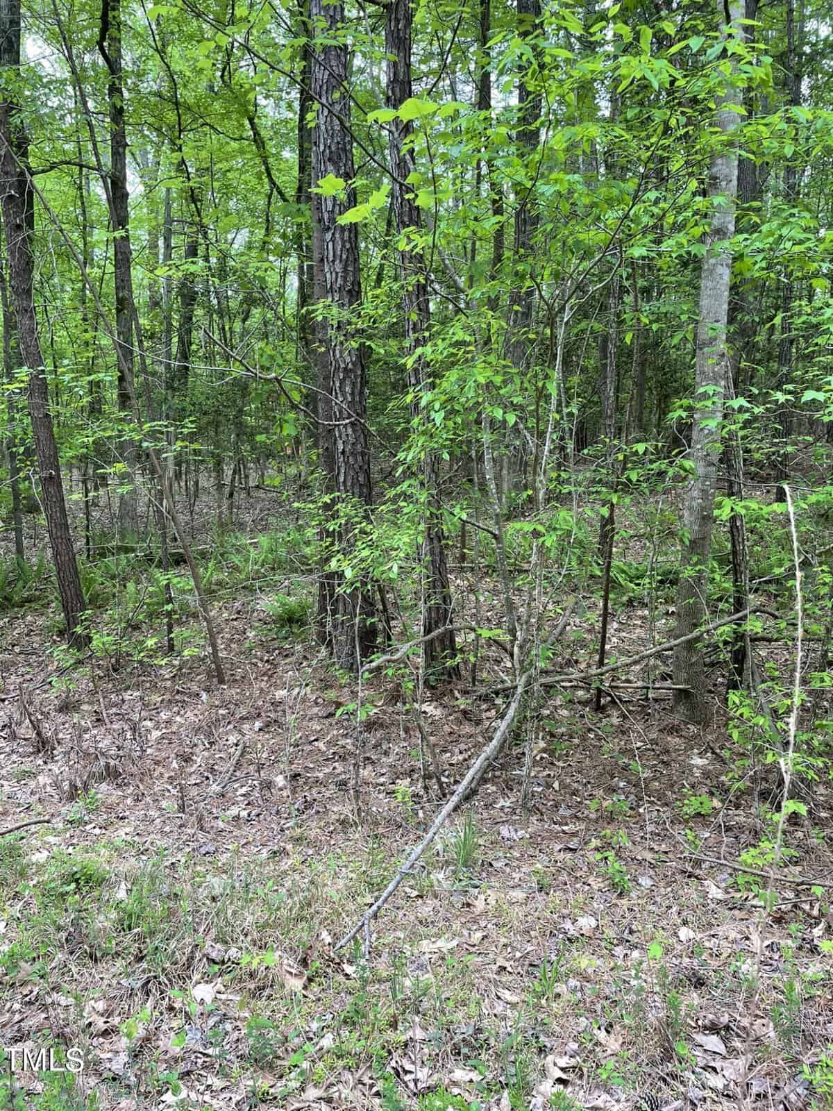 Dense forest landscape with various green leafy trees and a ground covered in fallen leaves and branches. some thin tree trunks leaning or fallen.