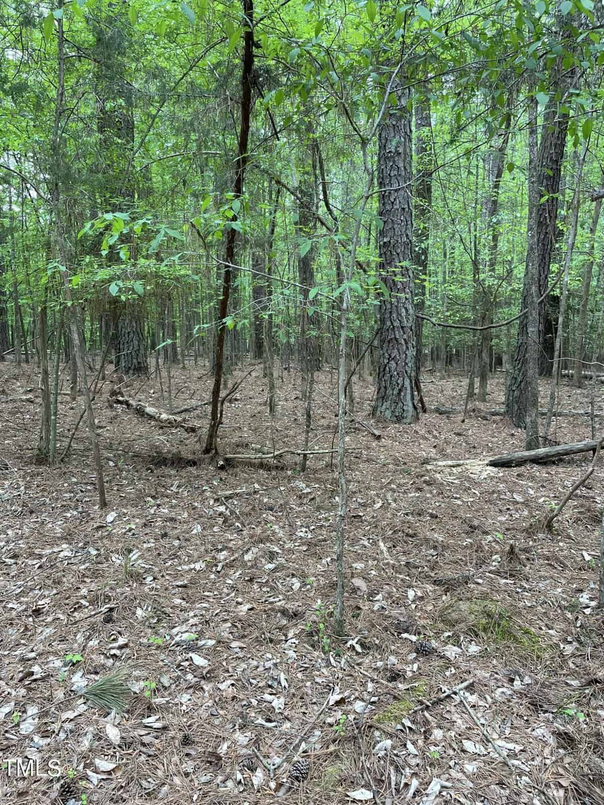 A dense forest scene with thin trees, a leaf-covered ground, and hints of green shrubbery under a partly cloudy sky.