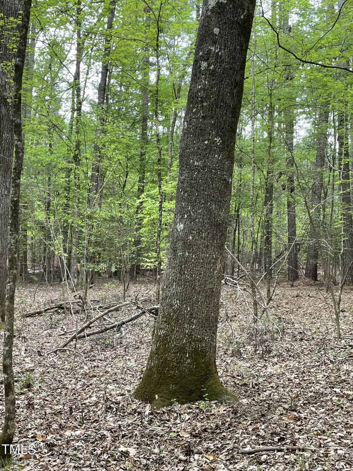A lush forest scene with a large tree in the foreground surrounded by smaller trees and a ground covered in dry leaves. the canopy is filled with green leaves, suggesting spring or summer.