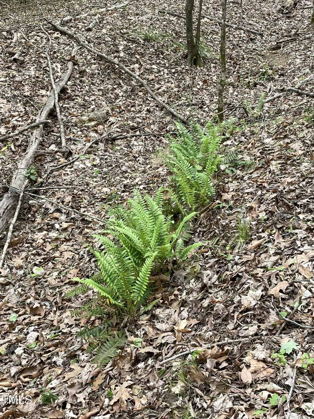 A vibrant green fern stands out among dry leaves and twigs on a forest floor.