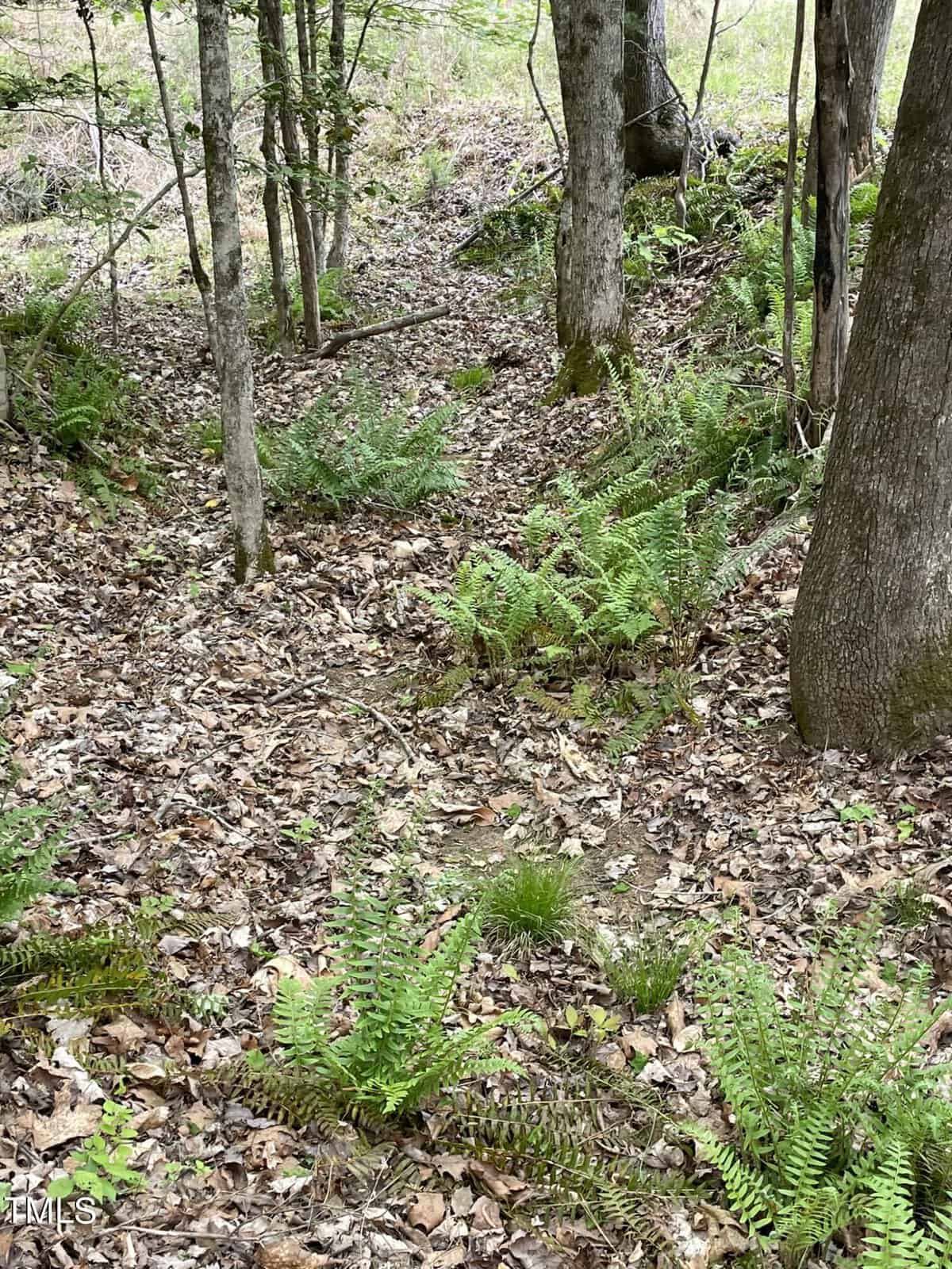 A woodland scene with various ferns growing among leaf-littered ground, surrounded by a variety of trees, capturing the essence of a dense, natural forest.