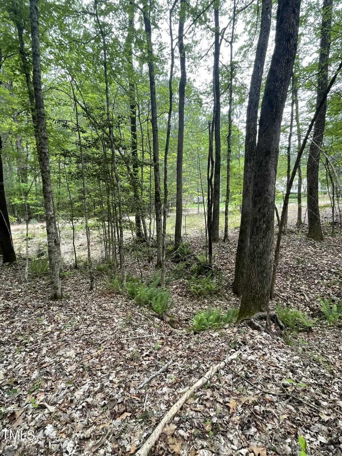 A dense forest with a mix of young and mature trees, covered in a carpet of dried leaves. a hint of a clearing is visible through the trees.