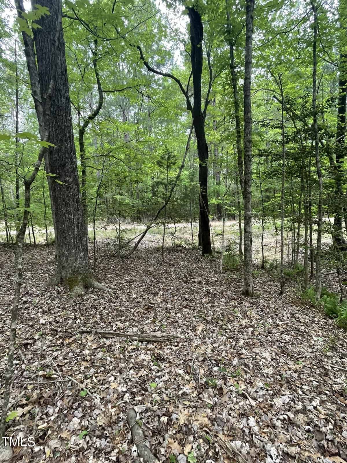 A dense woodland area with a variety of trees and a ground covered in fallen leaves, depicting a natural forest scene.