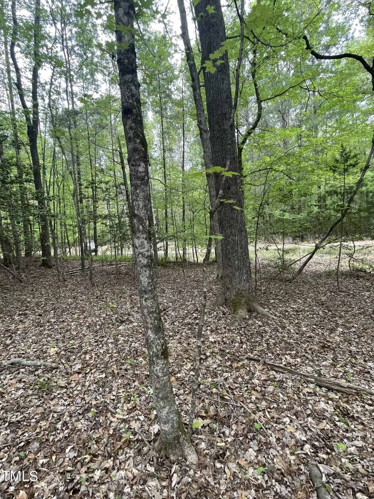 A dense forest scene with a variety of trees, some bearing green leaves, amidst a ground covered with dry, brown leaves. light filters through the canopy, creating a tranquil woodland setting.