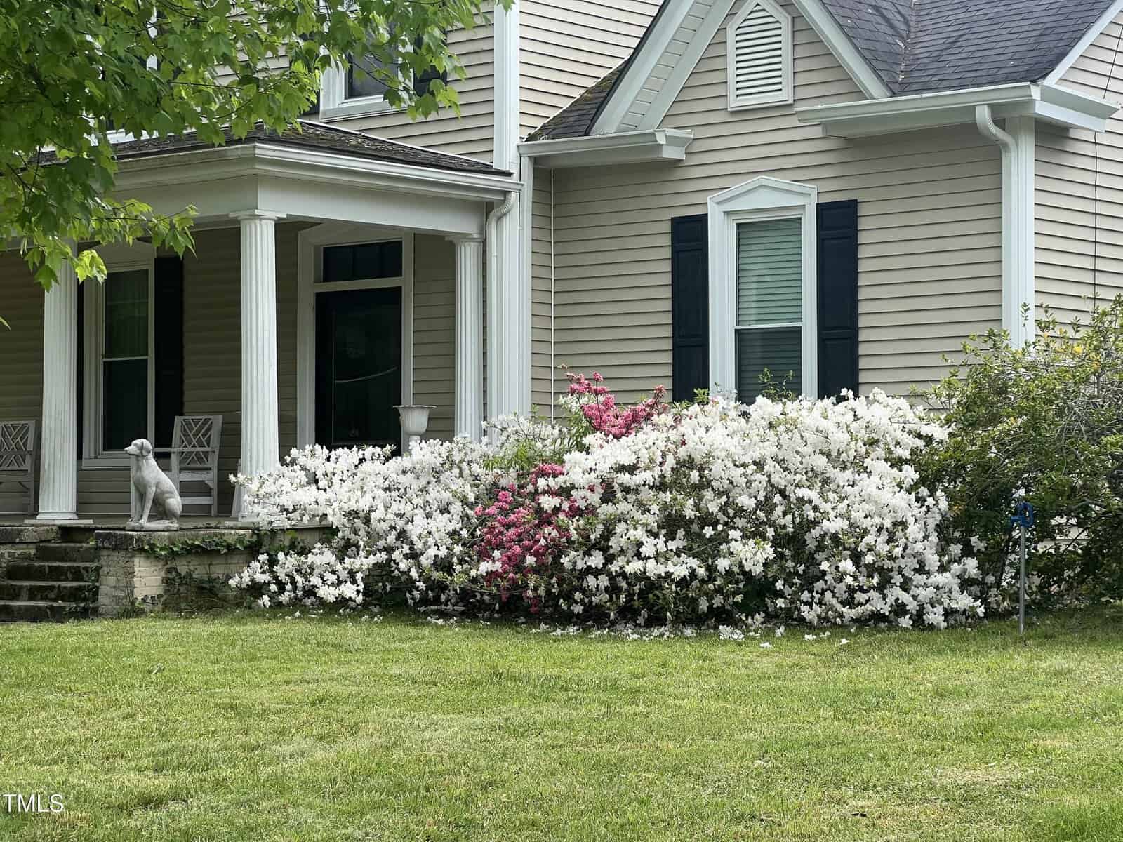 A charming house with beige siding and dark shutters features a cozy front porch with two white rocking chairs. Lush white and pink azaleas bloom beside the porch, and a white statue of a dog rests on the steps.