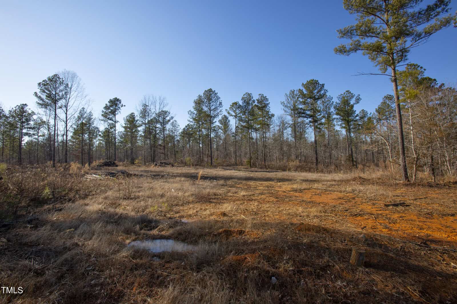 A wide, sunny landscape of a clearing with scattered tall pine trees, dried grass, and patches of bare earth under a clear blue sky.