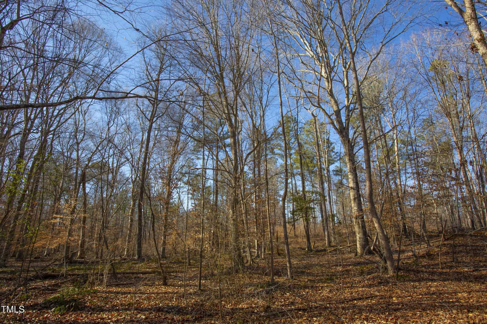 A serene woodland scene with bare trees and a carpet of fallen leaves under a clear blue sky, showcasing nature during late autumn or early winter.