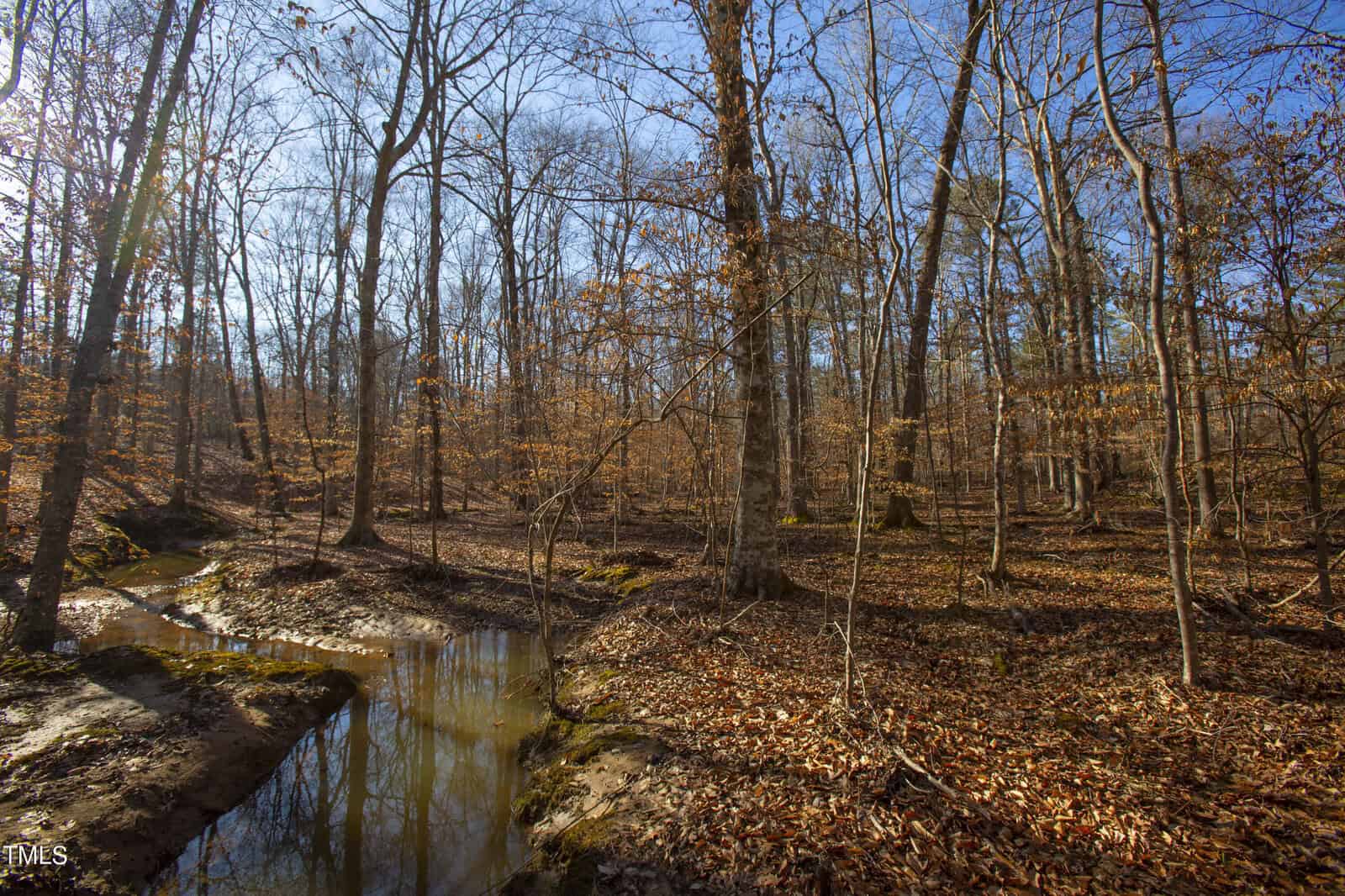 Sunlit forest with a small meandering stream, surrounded by trees with fallen autumn leaves, capturing the essence of a serene woodland landscape.