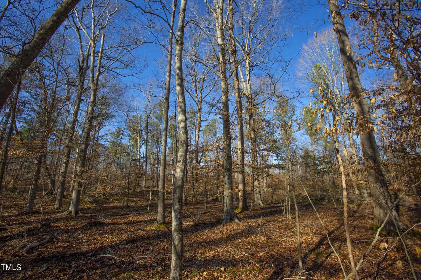 A serene deciduous forest in late autumn, with a carpet of fallen leaves and leafless trees under a clear blue sky. sunlight filters through the branches, illuminating the woodland floor.