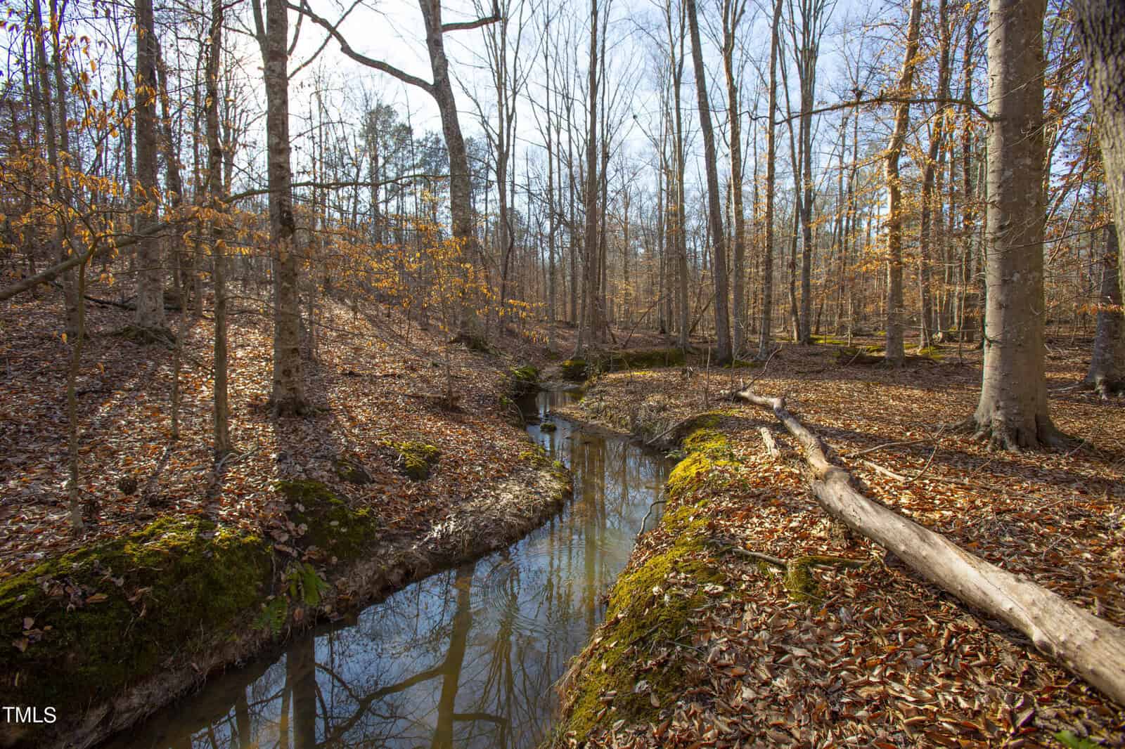 A serene autumnal forest with a narrow stream winding through. fallen leaves carpet the ground and a fallen tree bridges the stream. sunlight filters through the bare trees.
