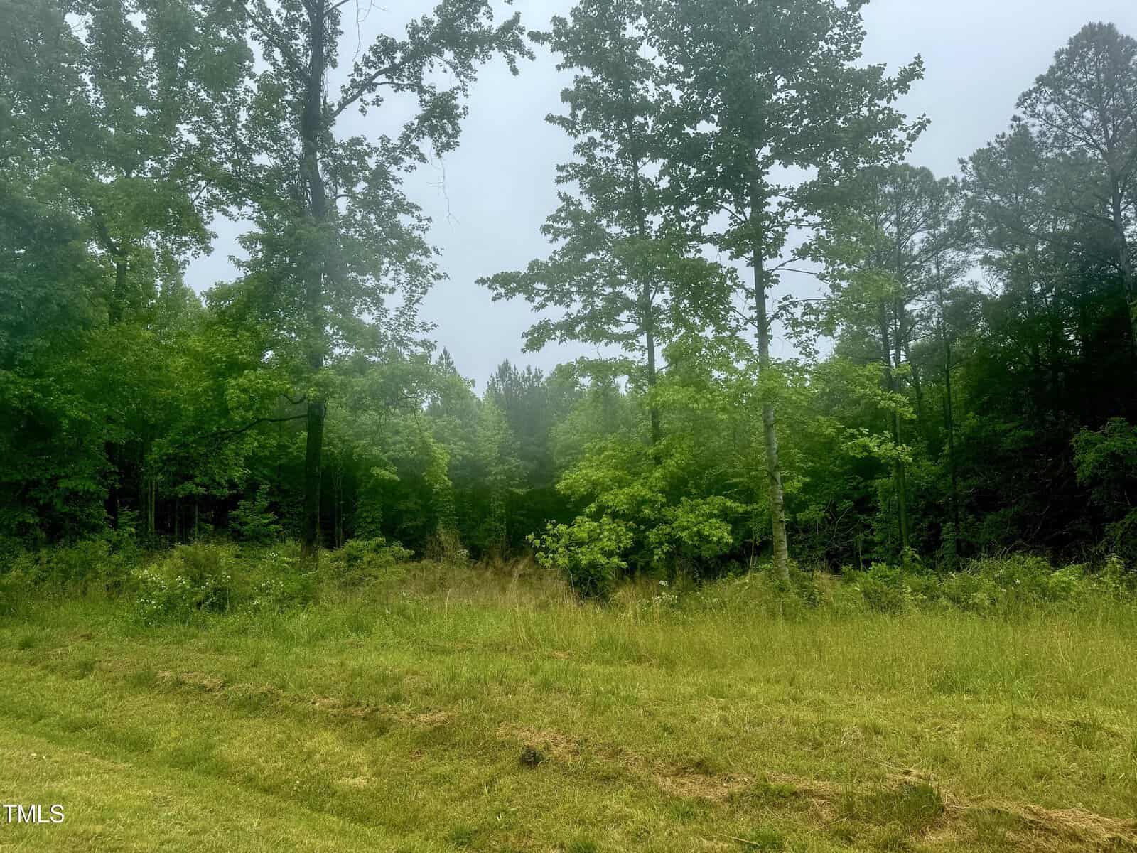 A lush, green forest with tall trees and dense foliage under a cloudy sky. The foreground features a patch of grass and wild plants.