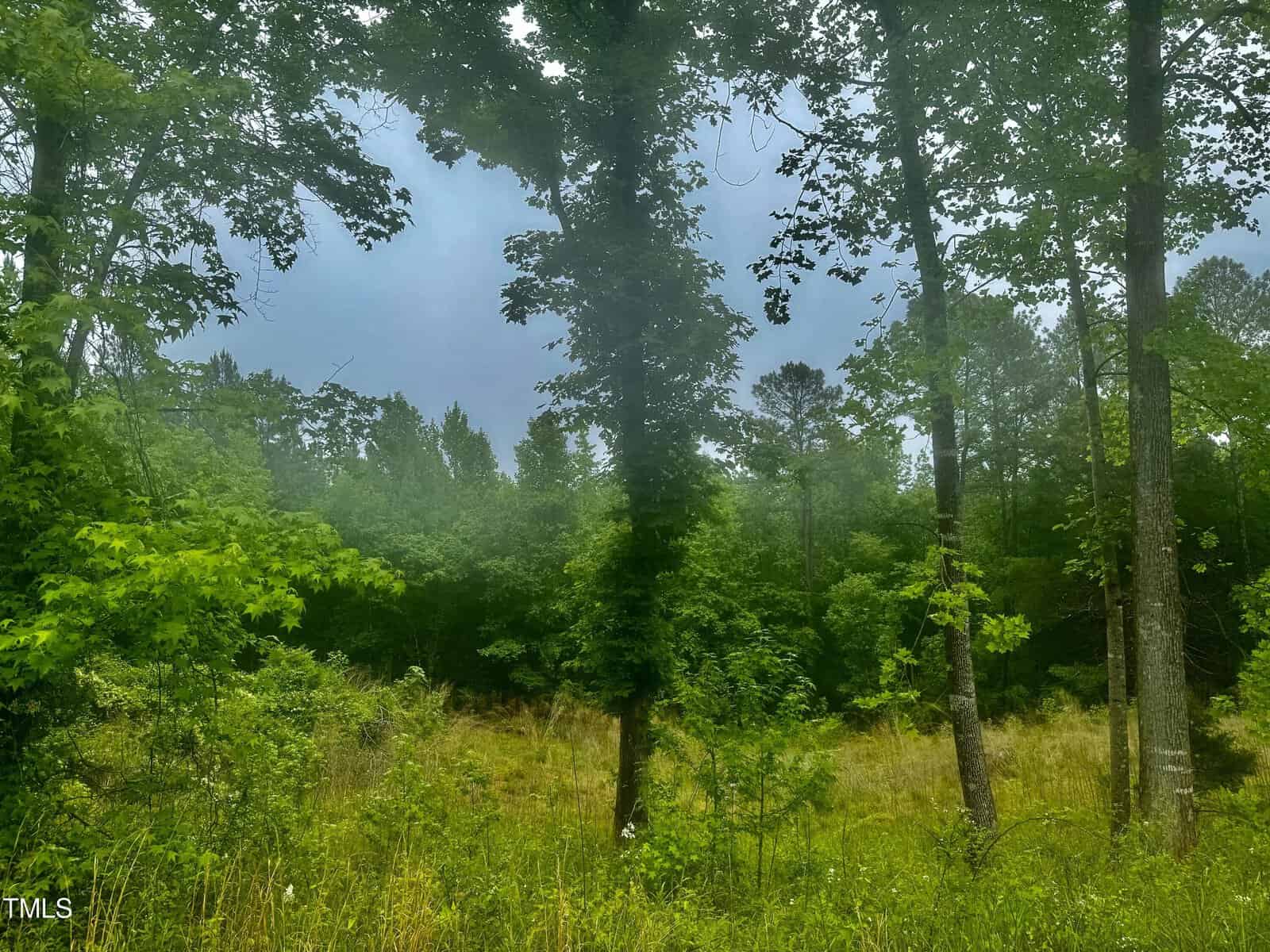 A lush, green forest scene with tall trees and dense foliage under a cloudy sky. The ground is covered in grass and low shrubs, creating a serene, natural landscape.