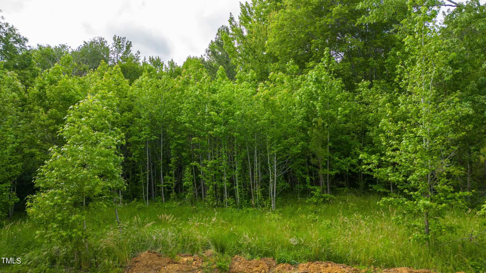 A lush green forest with various types of trees and dense undergrowth. The forest floor is covered with tall grass, and a slightly cloudy sky is visible above the treetops.