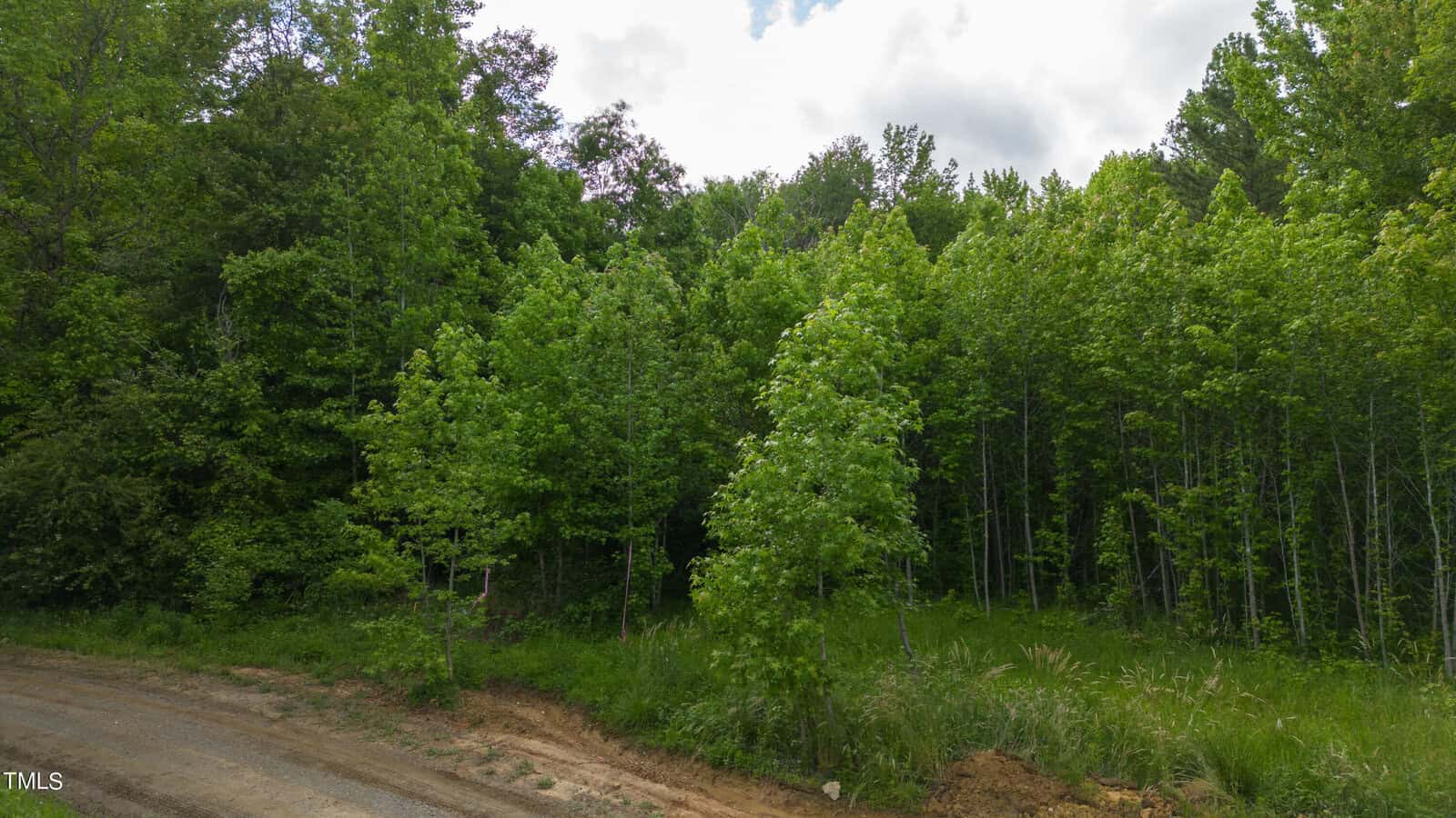 A lush green forest with dense trees under a cloudy sky, bordered by a dirt road on the left.