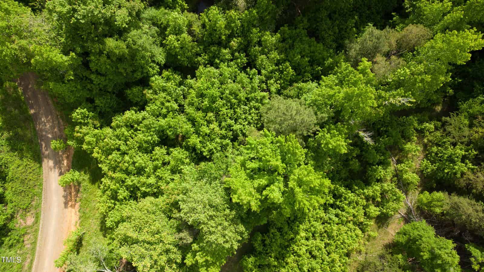 Aerial view of a lush green forest with dense tree canopy. A narrow dirt path winds through the trees, creating a contrast with the vibrant foliage. Soft sunlight filters through, casting subtle shadows on the path.