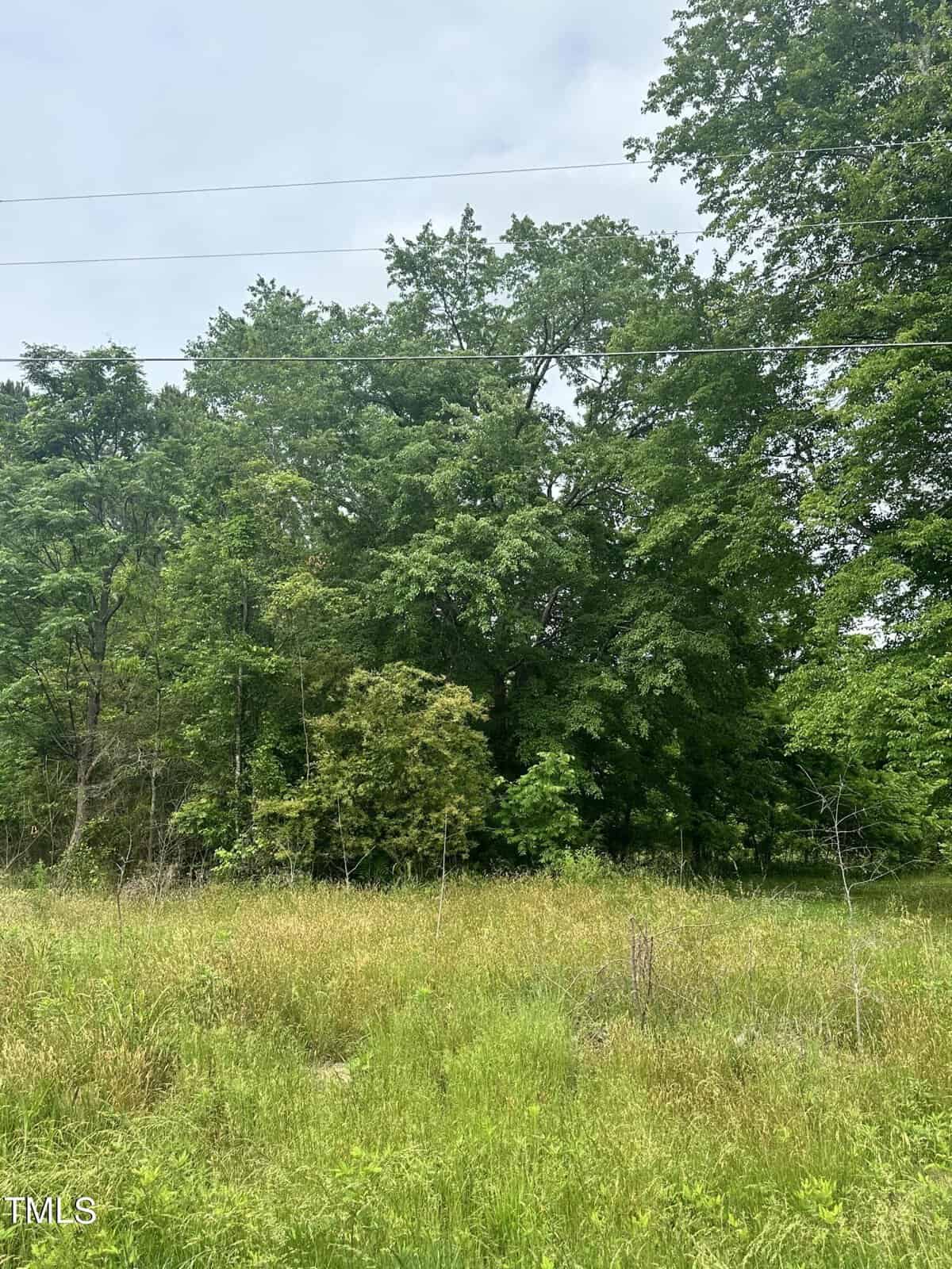 A lush, green meadow with tall grasses and a variety of trees under a cloudy sky. Power lines are visible above the trees, and the vegetation is dense and vibrant.