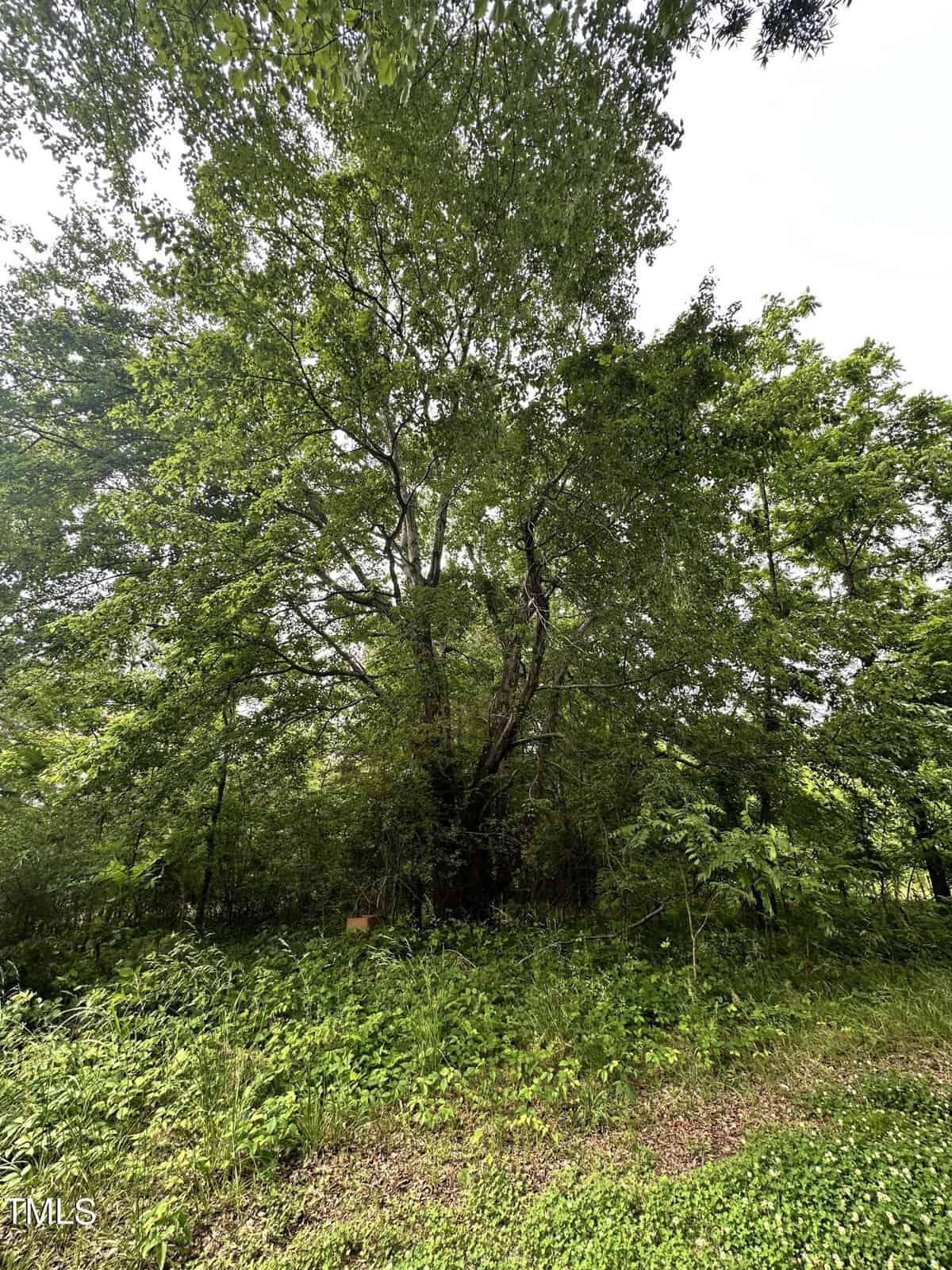 A lush, densely wooded area with tall green trees and thick undergrowth. The sunlight filters through the leaves, casting a gentle, natural glow on the foliage. A small patch of grass lies in the foreground.