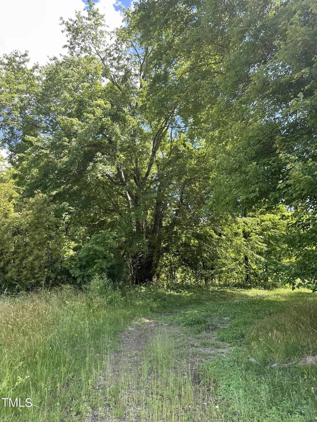 A narrow dirt path leads into a lush, green forest area with tall trees under a bright, clear sky. Sunlight filters through the dense foliage, casting dappled shadows on the ground.