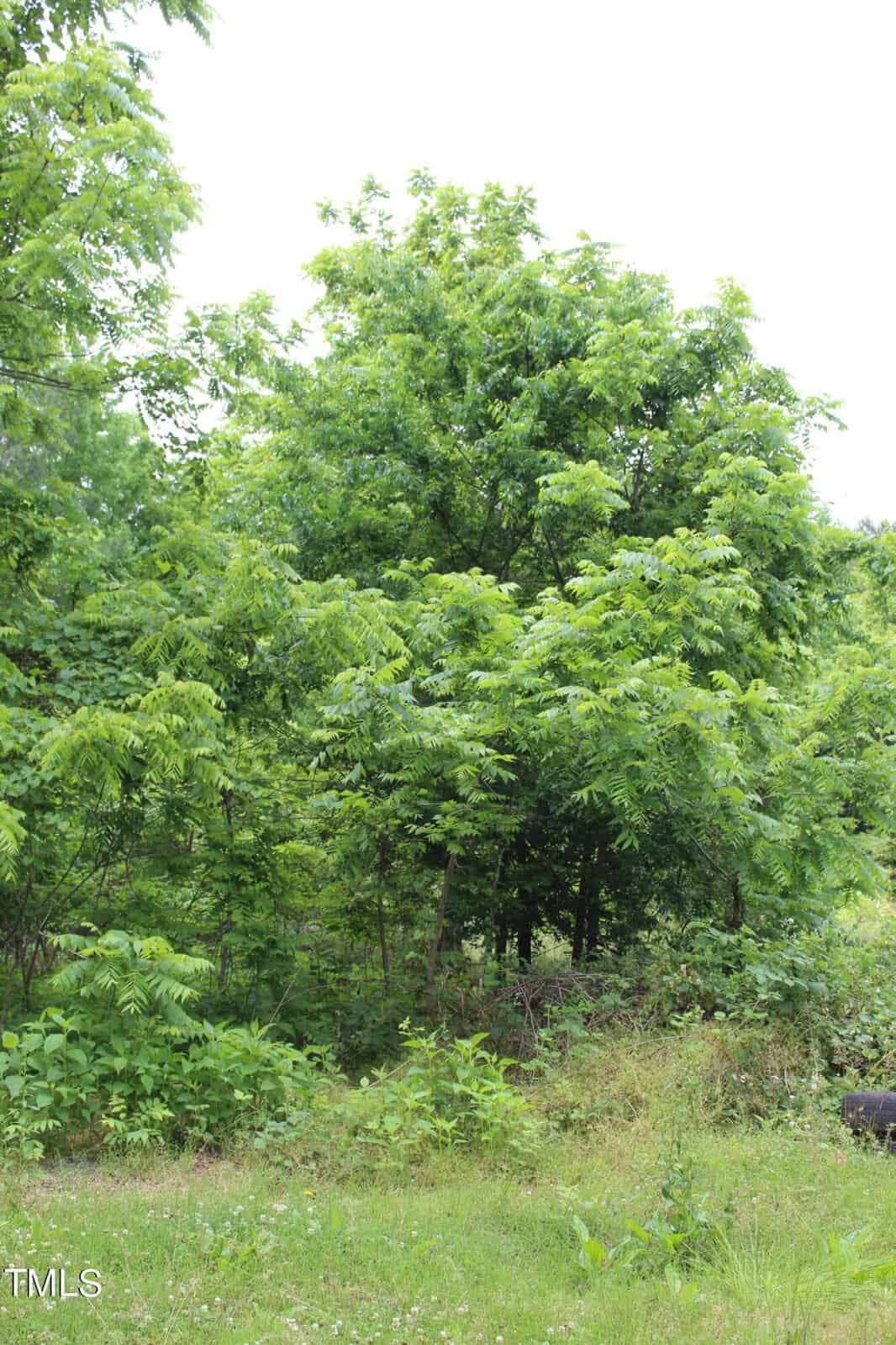 A lush green landscape featuring tall, leafy trees and dense undergrowth. The scene evokes a sense of tranquility and natural growth, with a bright, overcast sky visible through the foliage.