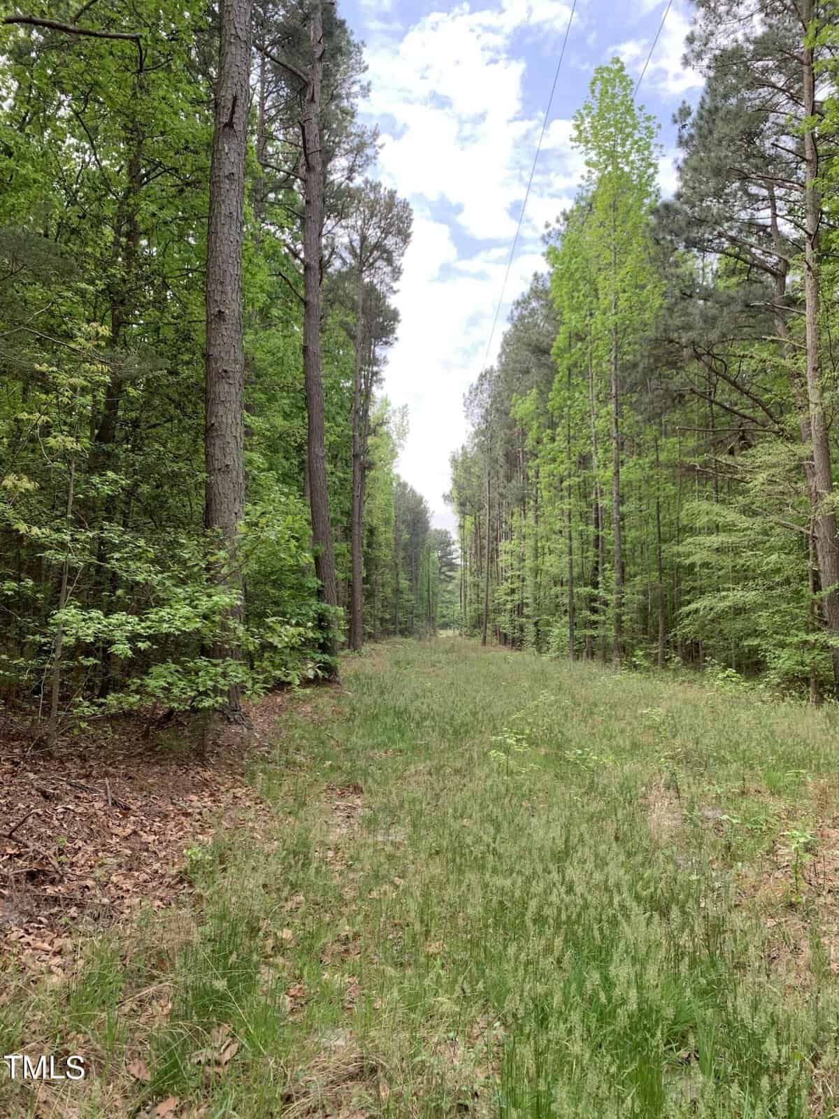 A narrow, grassy trail cuts through a dense forest of tall pine trees, extending into the distance. The sky is partly cloudy, creating a dappled light effect on the greenery. A power line runs overhead, blending with the natural surroundings.