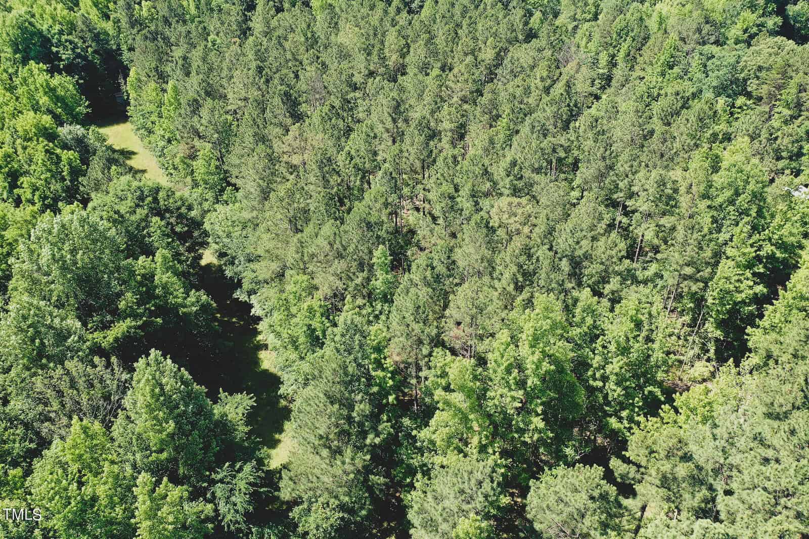 Aerial view of a dense green forest with a small clearing to the left. Tall trees dominate the landscape, their foliage creating a lush and vibrant canopy. Sunlight filters through, highlighting various shades of green.