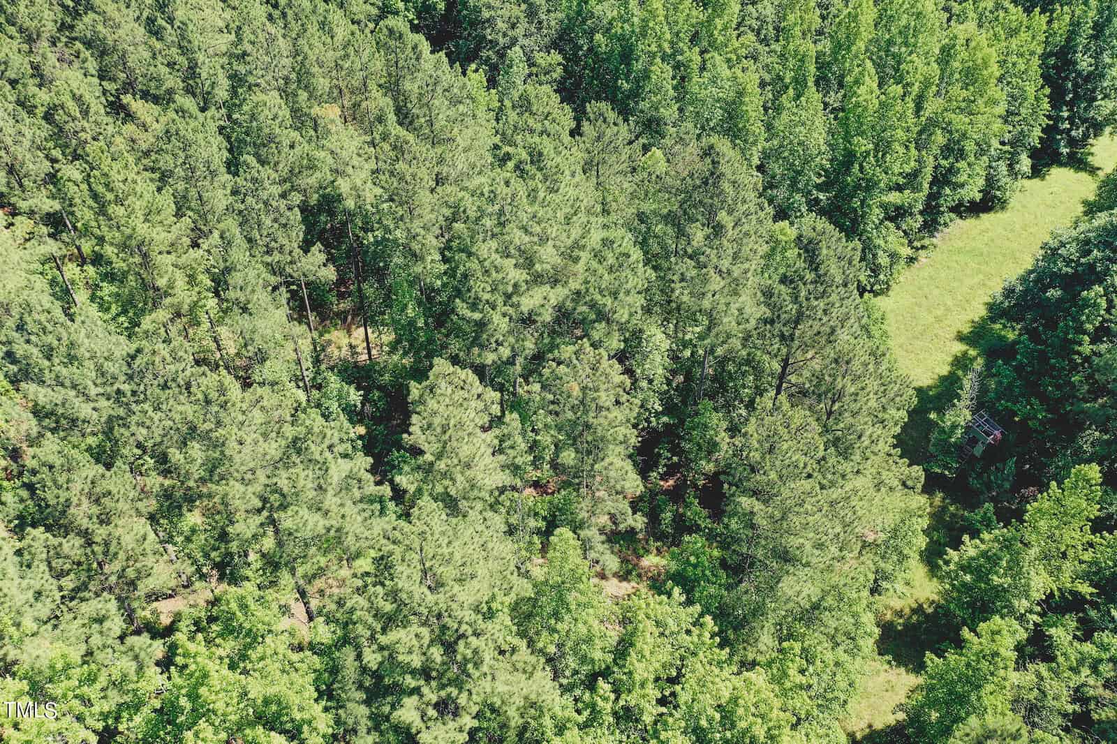 Aerial view of a dense green forest, featuring tall trees and a small bright clearing to the right. The forest has a mix of deciduous and evergreen trees, creating a lush, vibrant scene.