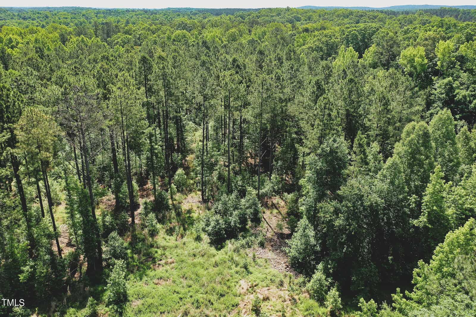 Aerial view of a dense forest with tall green trees under a bright blue sky. The sunlight filters through the canopy, highlighting patches of grass and undergrowth on the forest floor. Hills are visible in the distance.