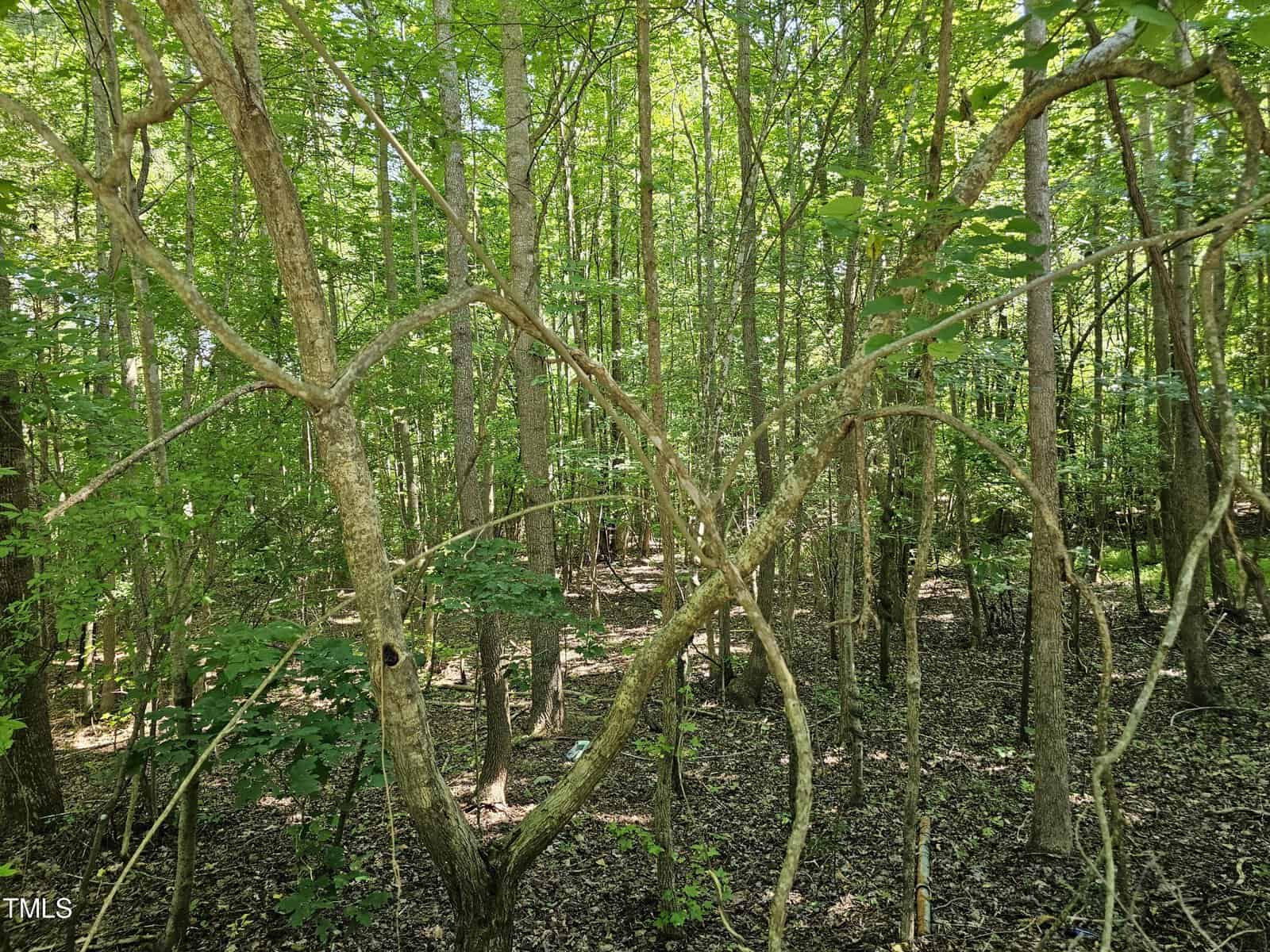 A dense forest with tall, slender trees and a lush green canopy. Sunlight filters through the leaves, casting dappled shadows on the forest floor. Curved branches create intricate patterns among the trees.